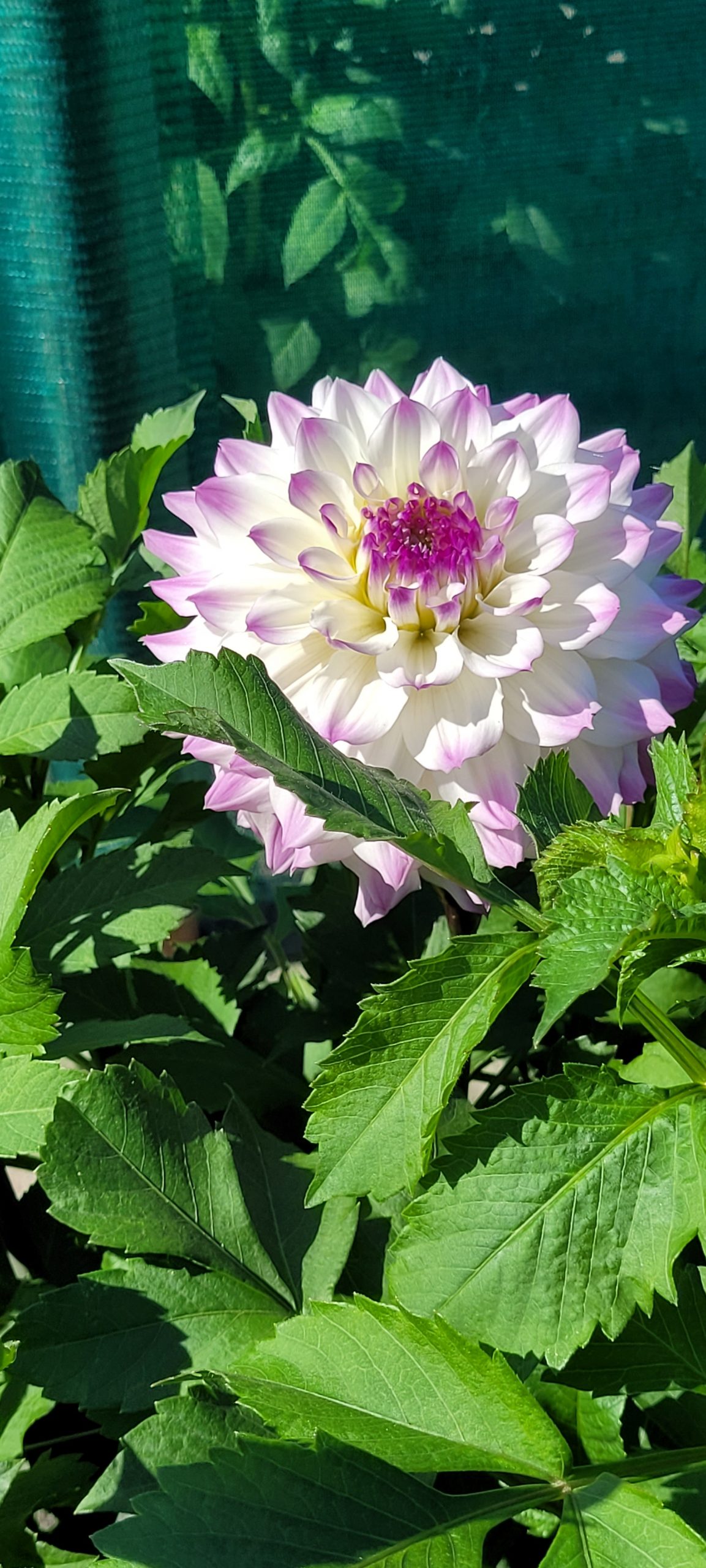9449_dahlia_cultorum_hapet_blue_eyes_ZK_001.jpg