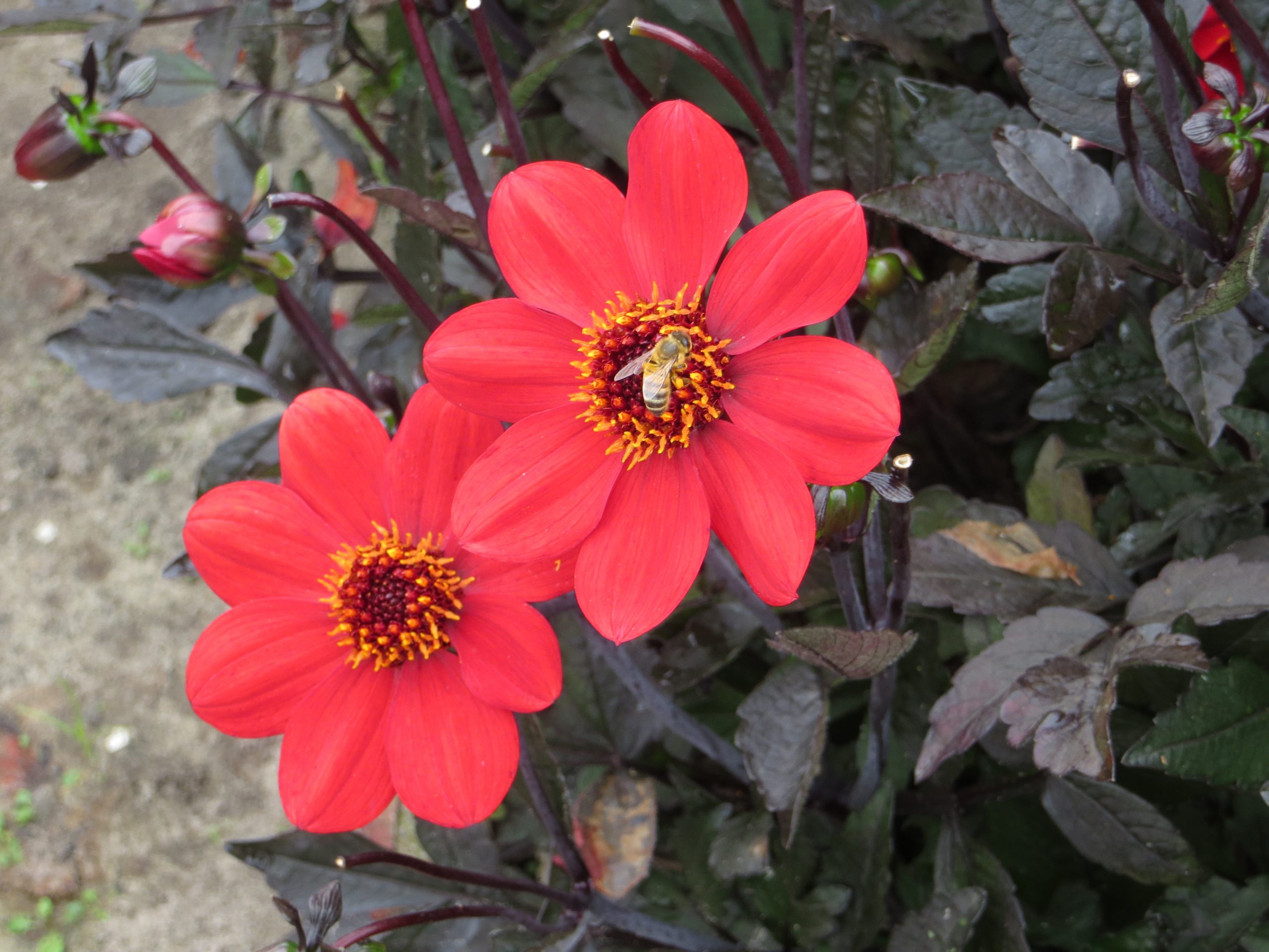 9450_dahlia_cultorum_happy_days_scarlet_ZK_001.jpg