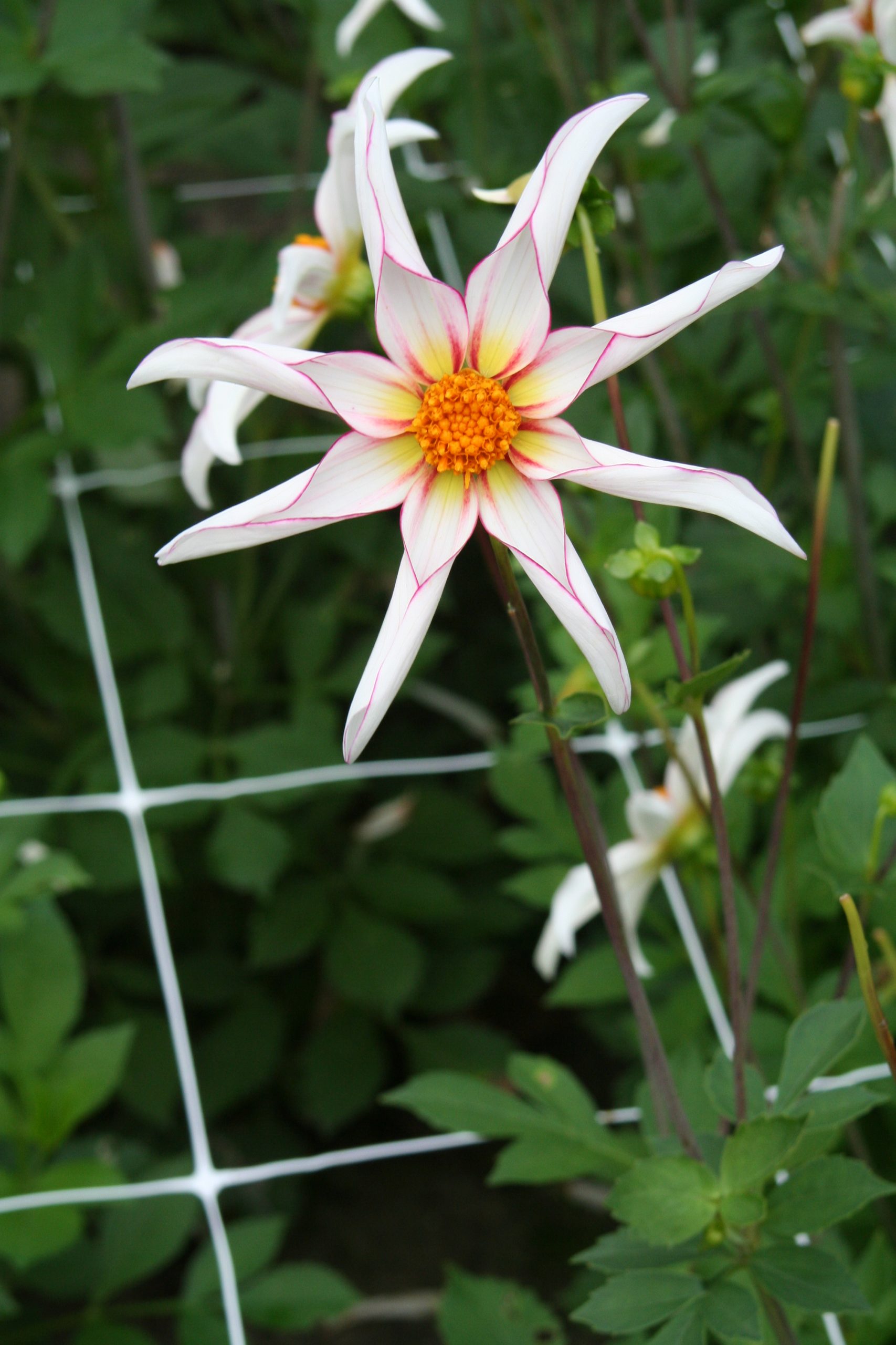 9453_dahlia_cultorum_honka_fragile_ZK_001.jpg