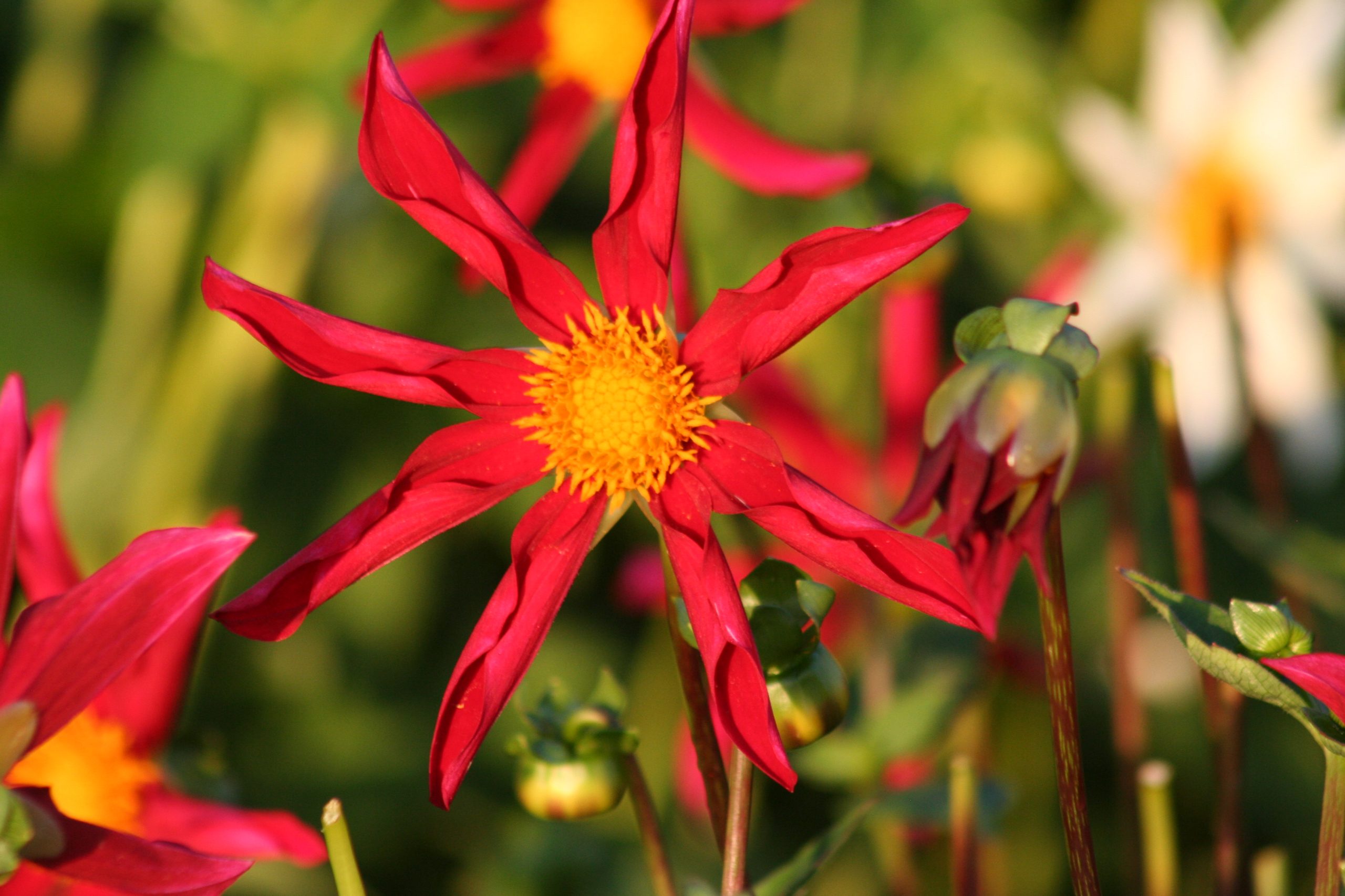 9454_dahlia_cultorum_honka_rood_ZK_001.jpg