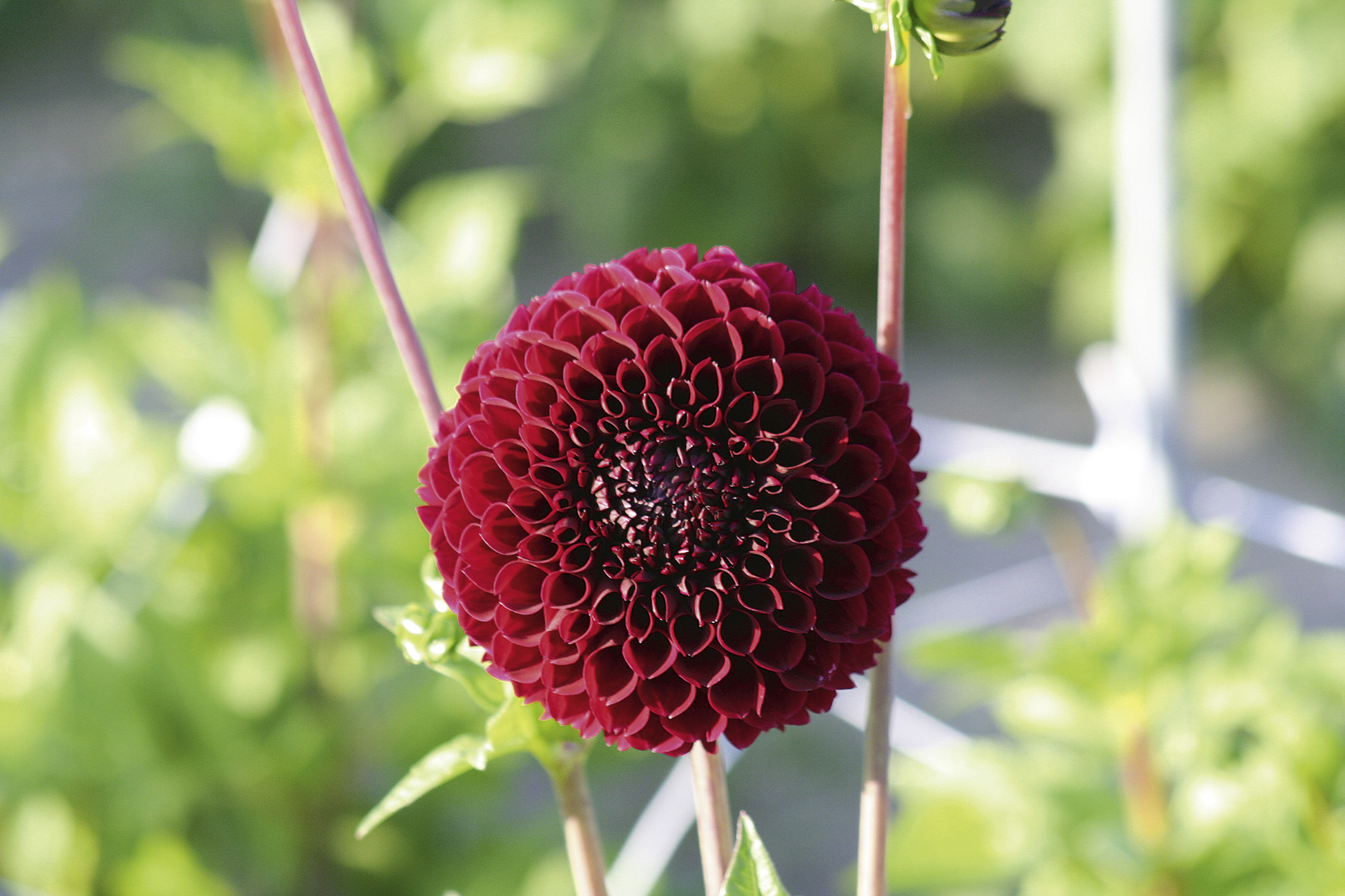 9457_dahlia_cultorum_jowey_mirella_ZK_001.jpg