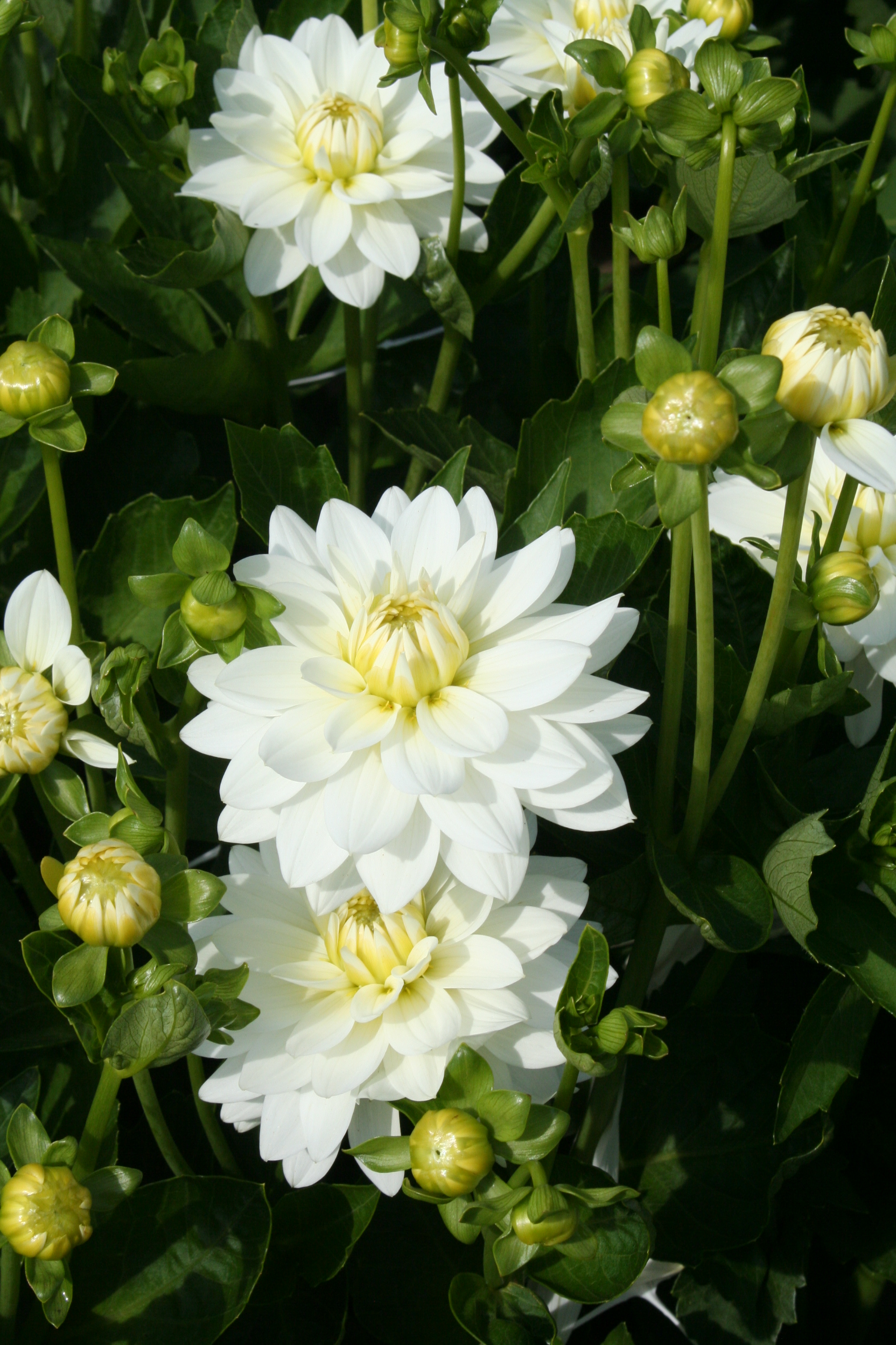 9458_dahlia_cultorum_karma_maarten_zwaan_ZK_001.jpg