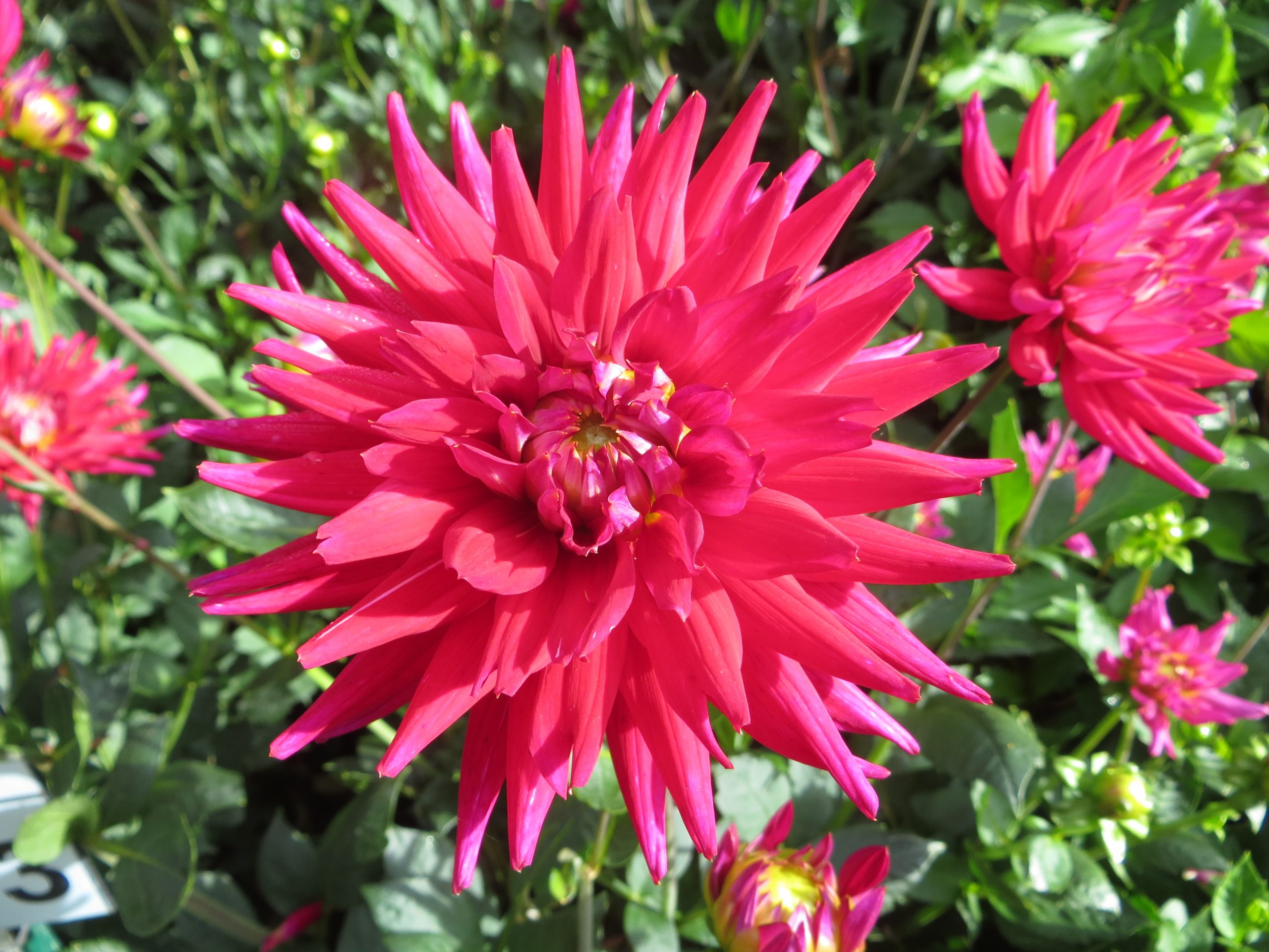9463_dahlia_cultorum_karma_purple_corona_ZK_001.jpg