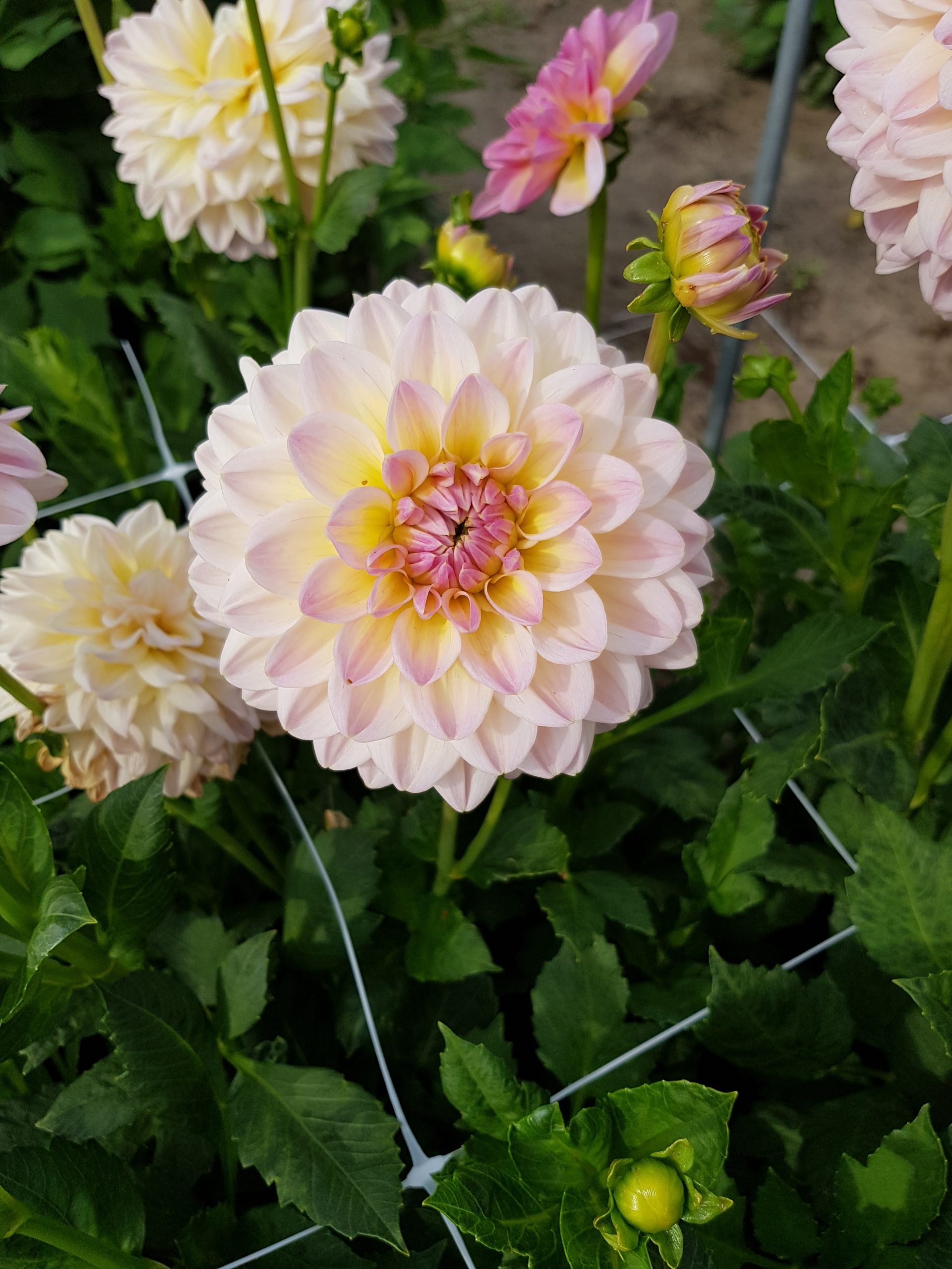 9468_dahlia_cultorum_maja_ZK_001.jpg