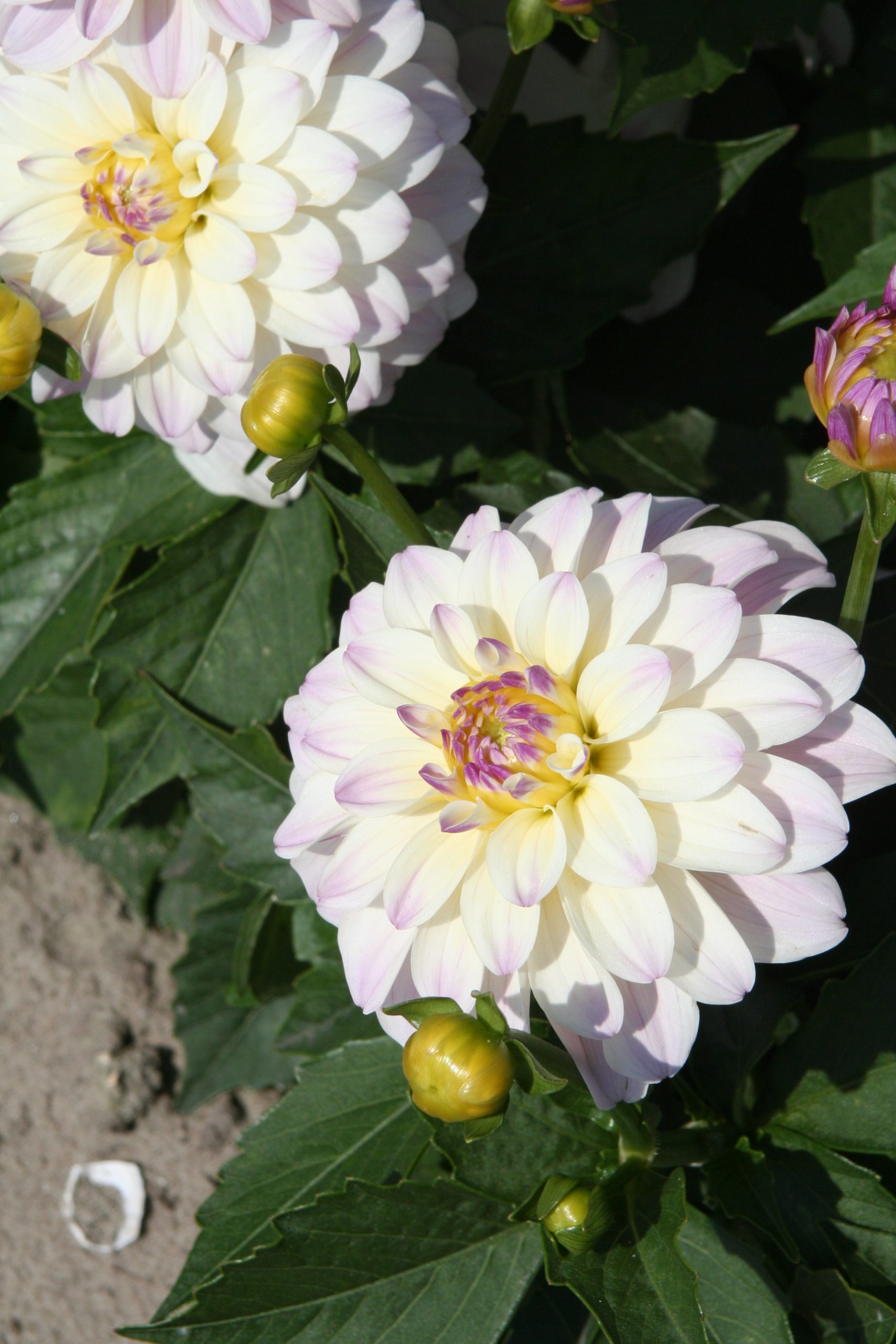 9472_dahlia_cultorum_monet_ZK_001.jpg