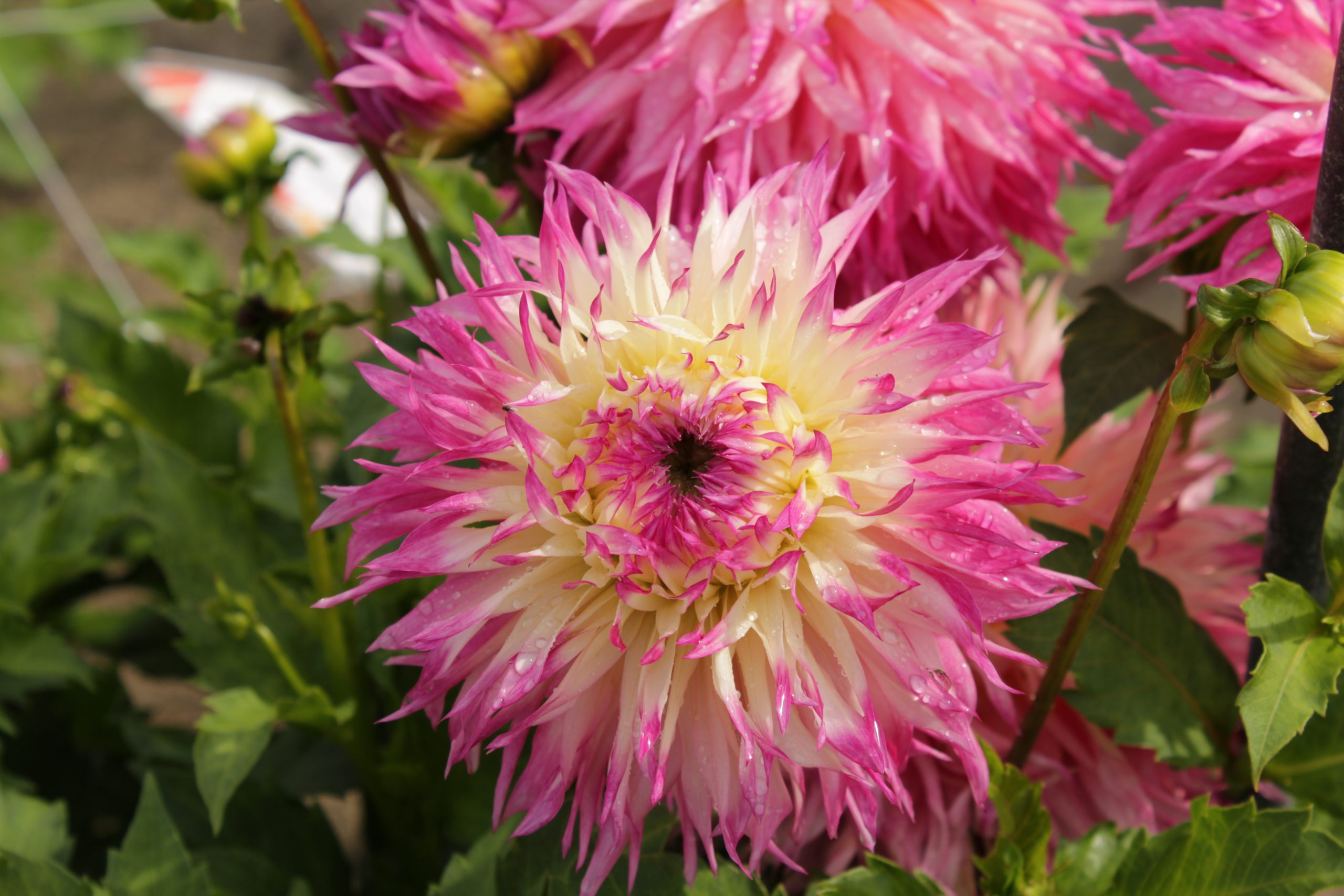 9478_dahlia_cultorum_pinelands_princess_ZK_001.jpg