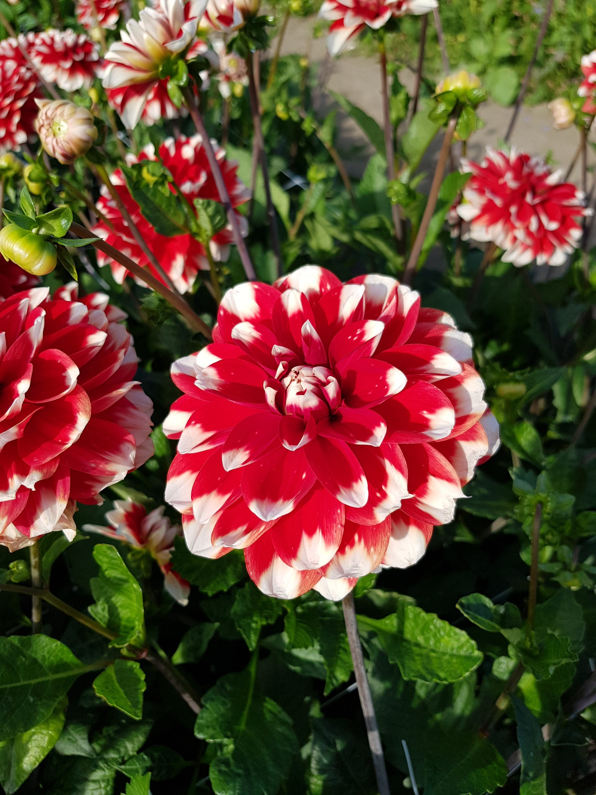 9484_dahlia_cultorum_rifka_ZK_001.jpg