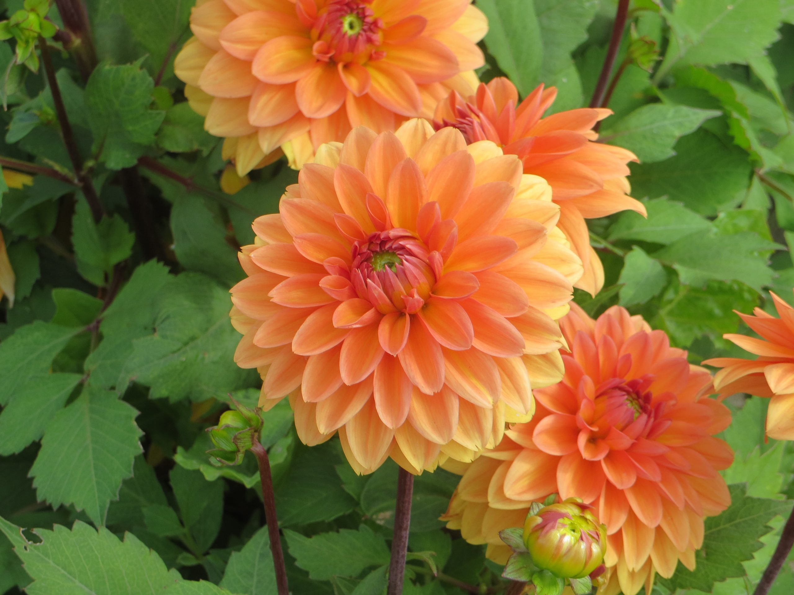 9490_dahlia_cultorum_summer_flame_ZK_001.jpg