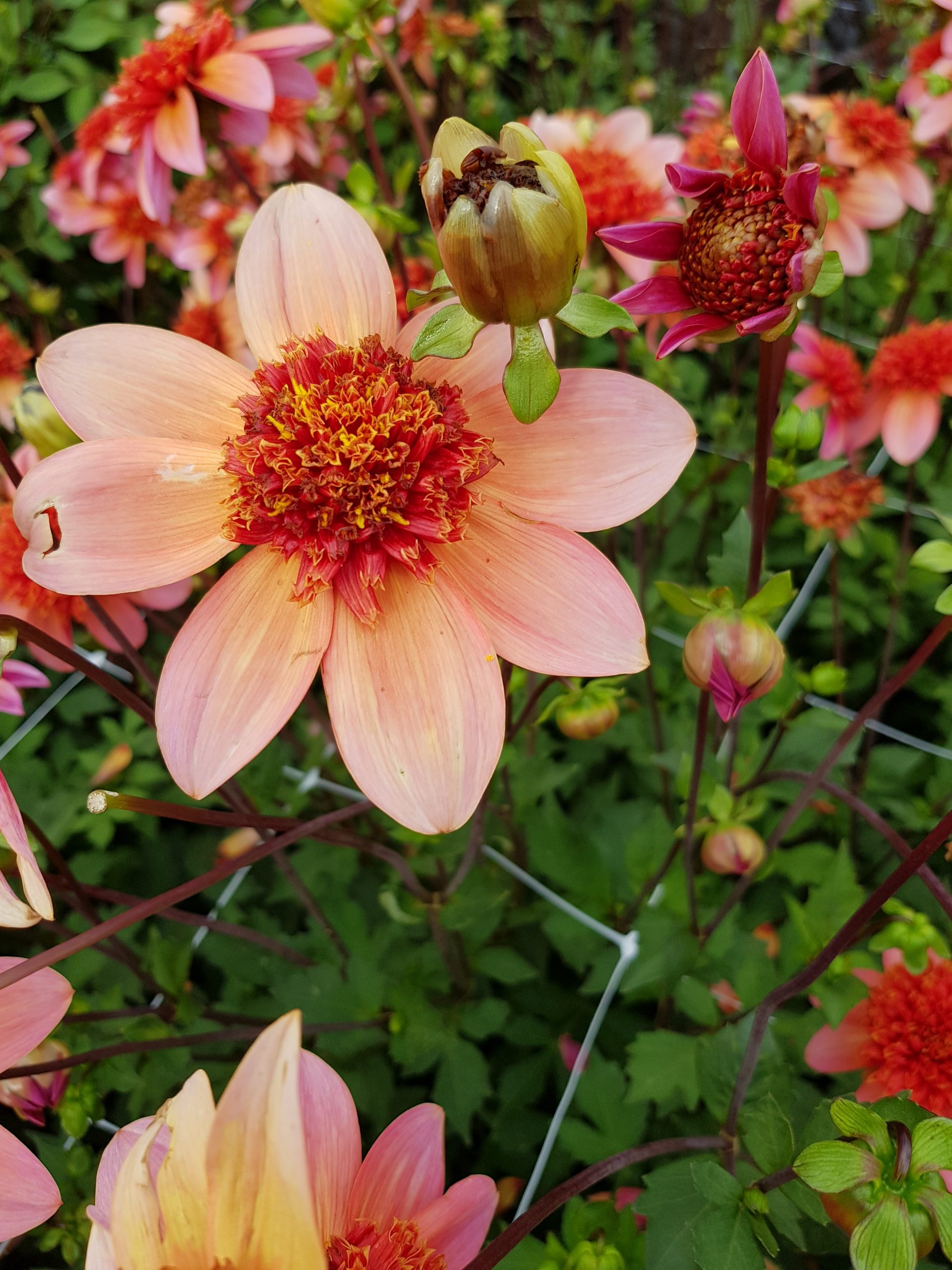 9496_dahlia_cultorum_totally_tangerine_ZK_001.jpg