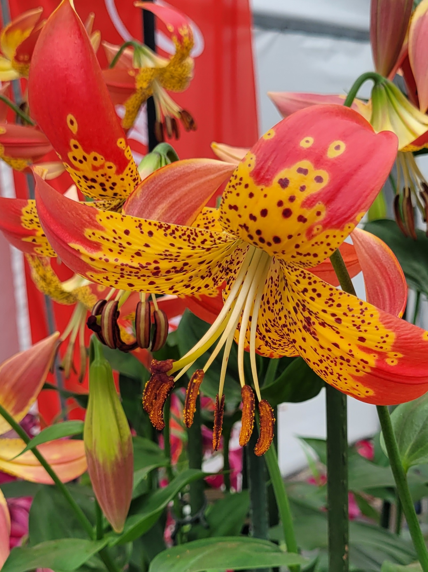 9517_lilium_cultorum_fusion_ZK_001.jpg