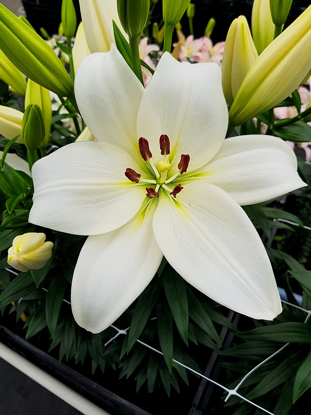 9519_lilium_cultorum_kent_ZK_001.jpg