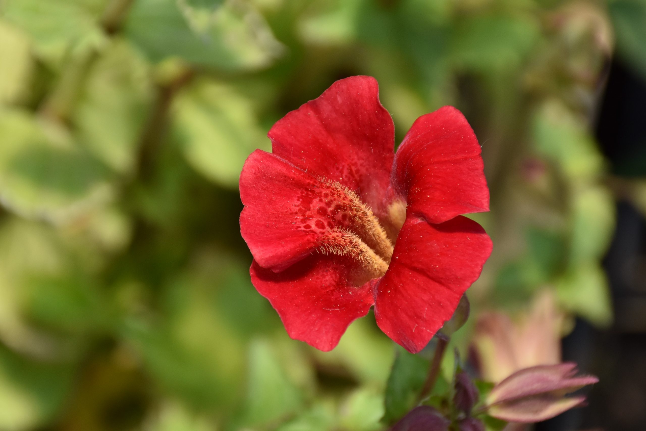 3244_mimulus_cupreus_roter_kaiser_XS_002.jpeg