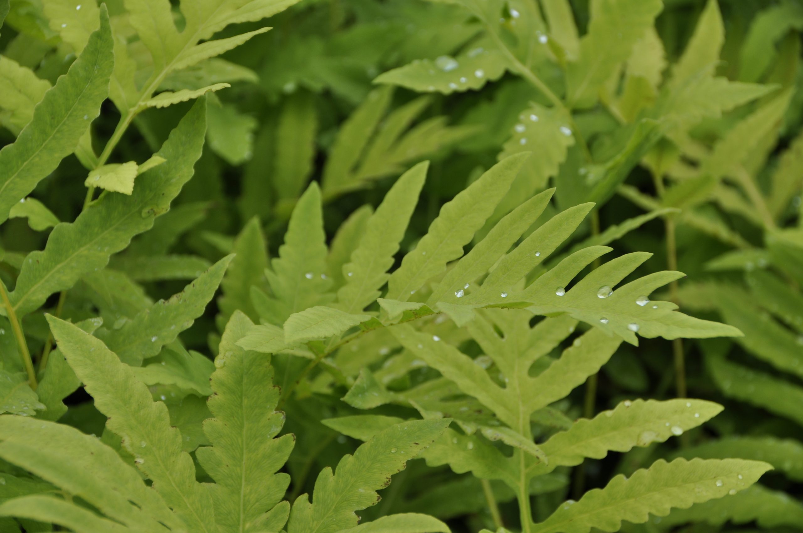8002_onoclea_sensibilis_BG_002.jpg