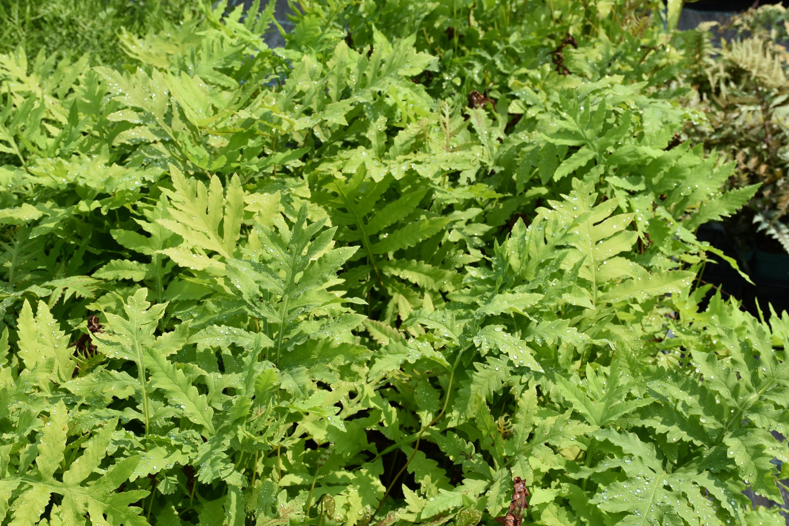 8704_onoclea_sensibilis_XS_003.jpg