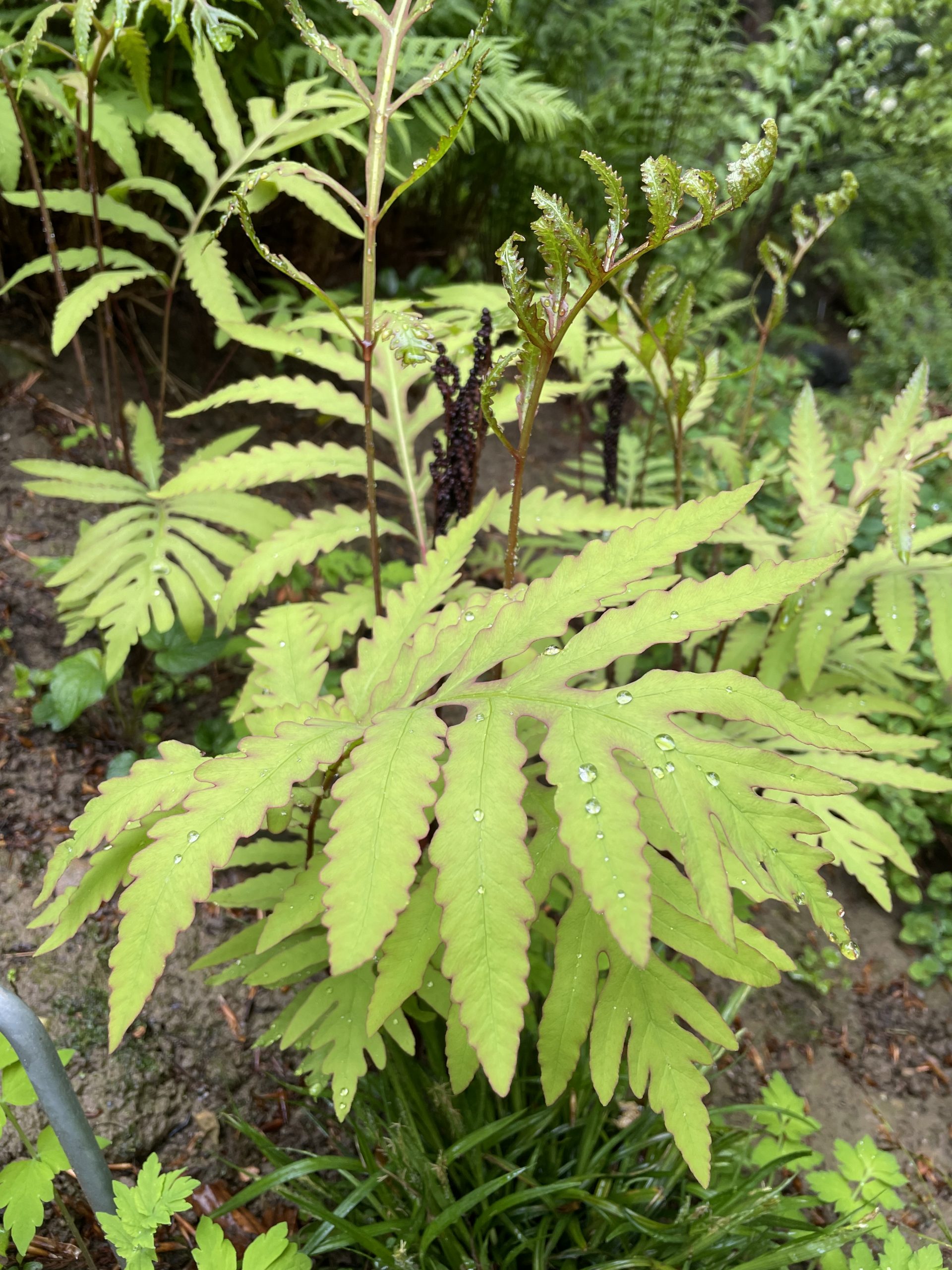 9042_onoclea_sensibilis_BG_005.jpg