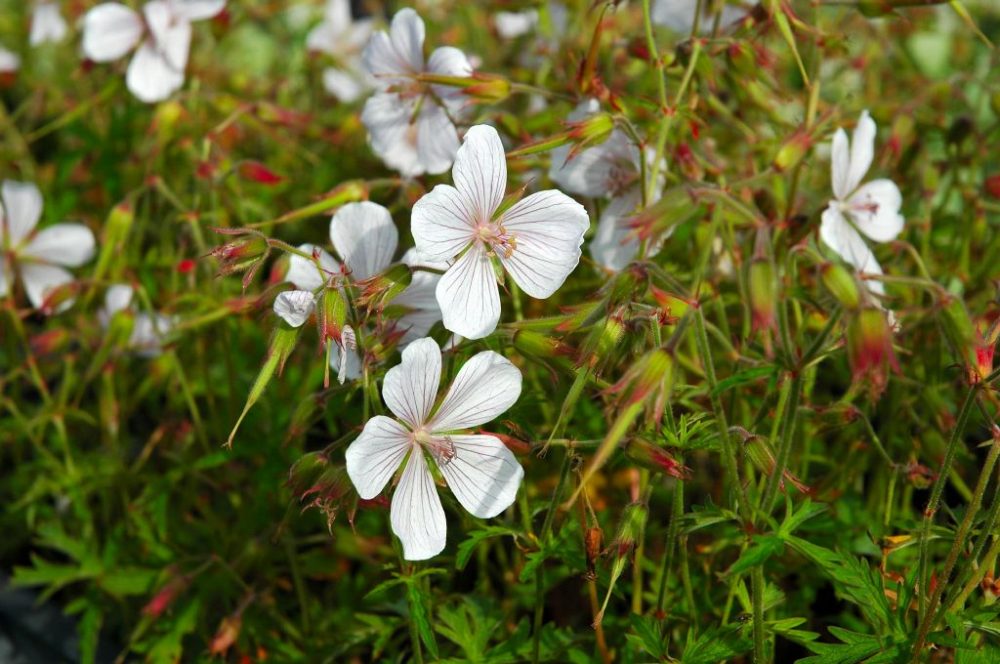 Geranium clarkei 'Kashmir White'