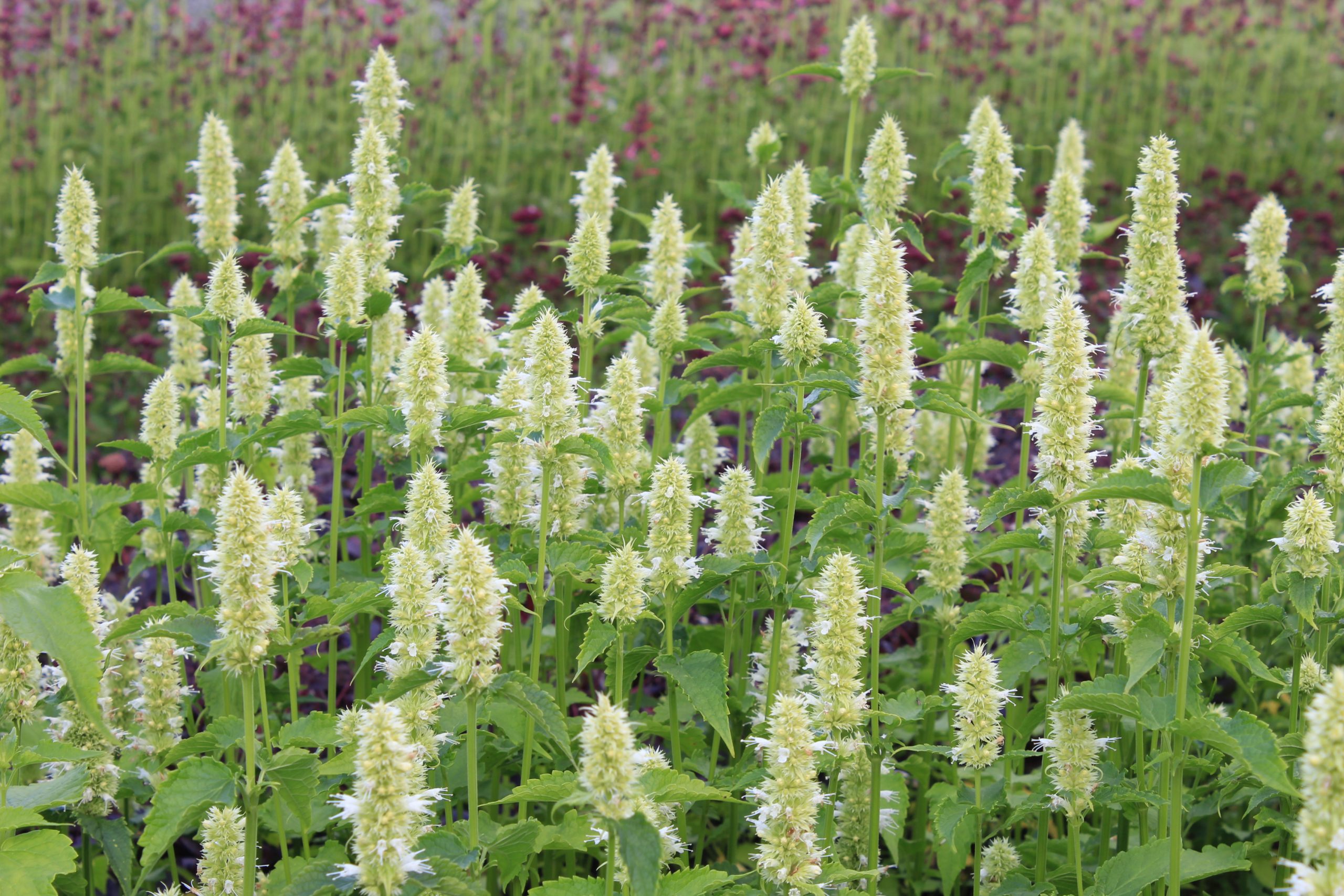 132_agastache_rugosa_alabaster_SS_001.jpeg