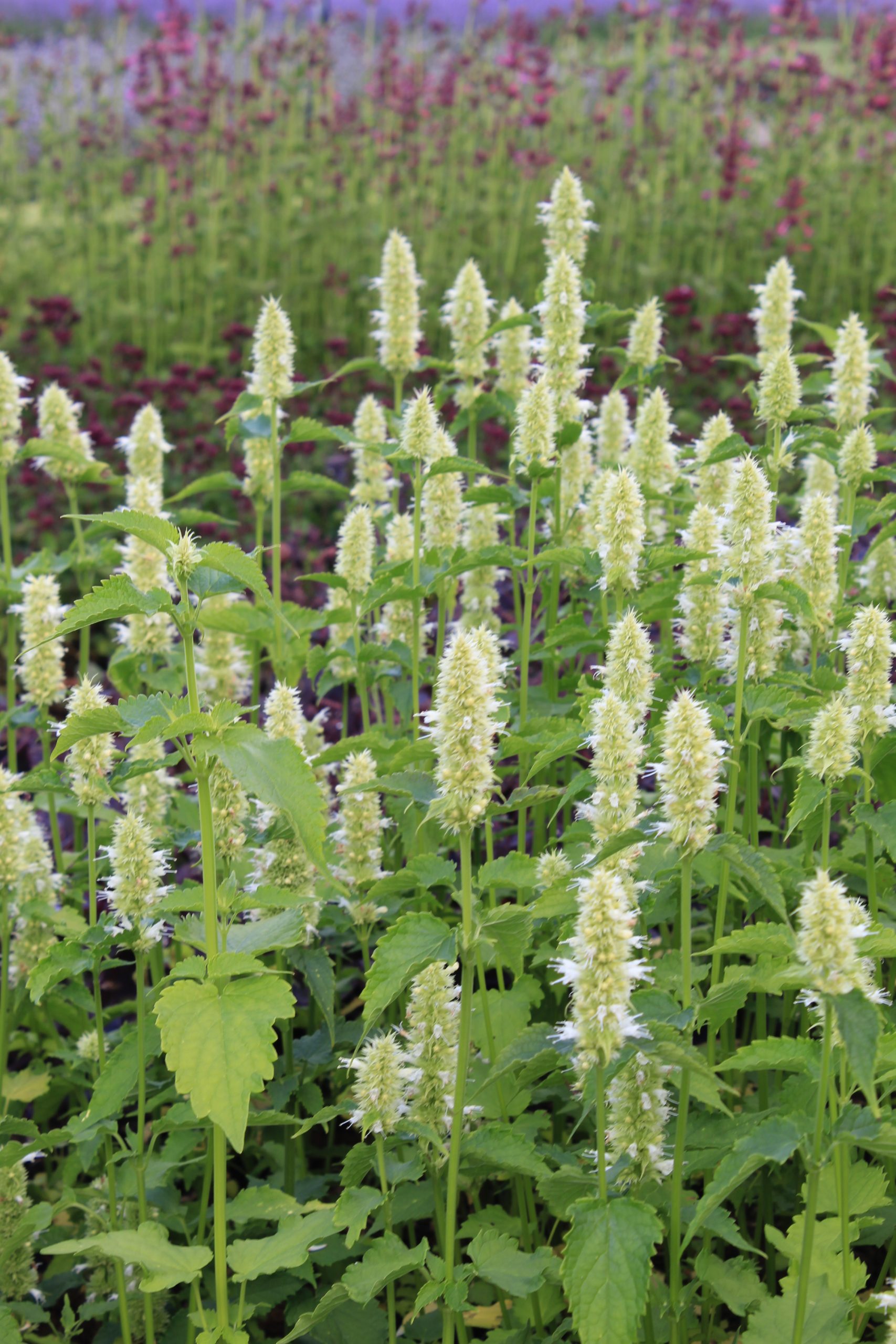 133_agastache_rugosa_alabaster_SS_002.jpeg