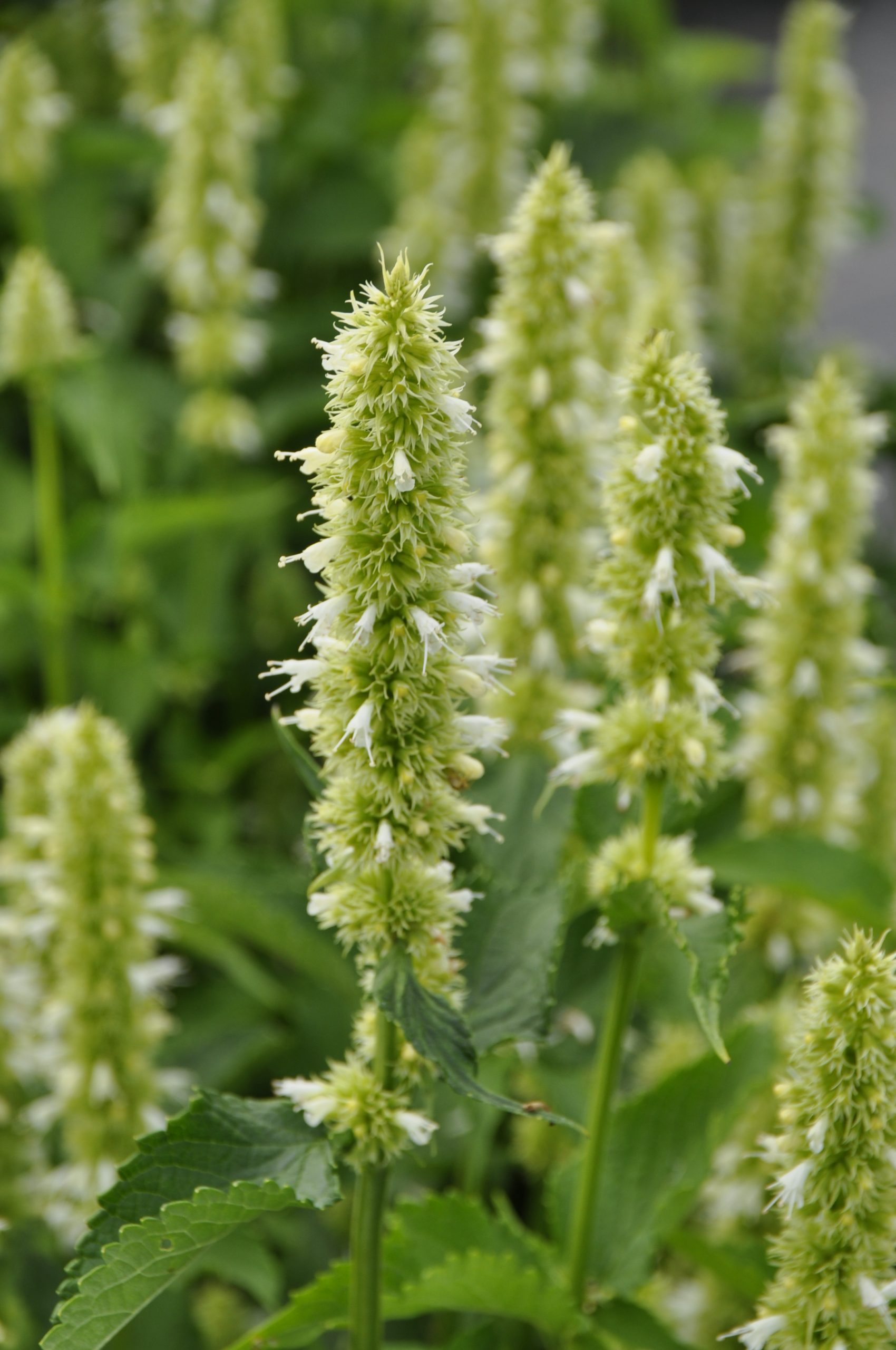 7672_agastache_rugosa_alabaster_BG_003.jpg
