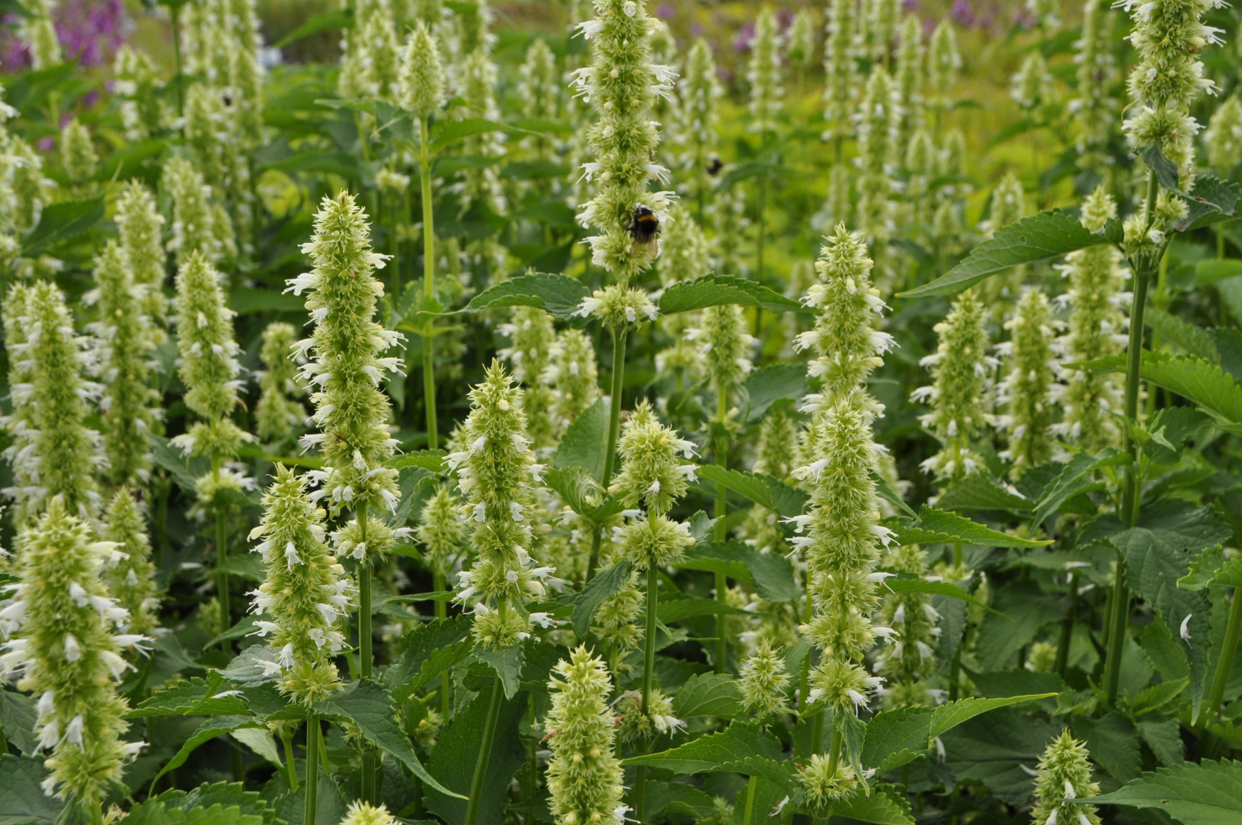 7673_agastache_rugosa_alabaster_BG_004.jpg