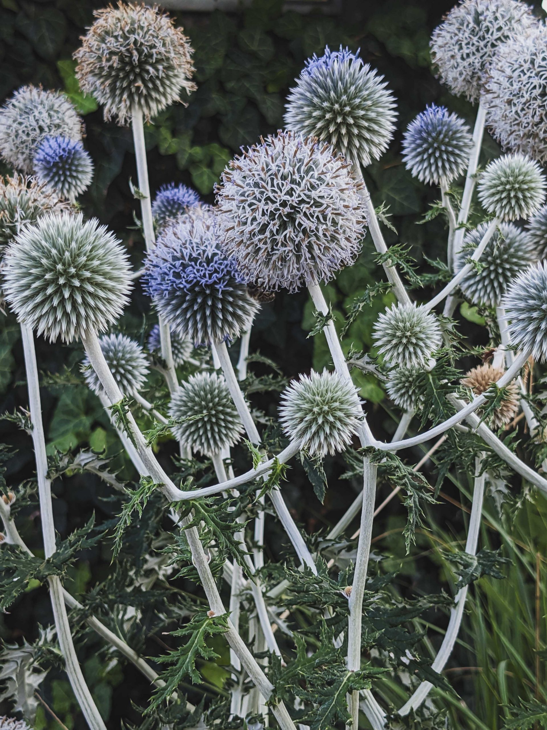 10137_echinops_ritro_ssp_ruthenicus_XS_001.jpg