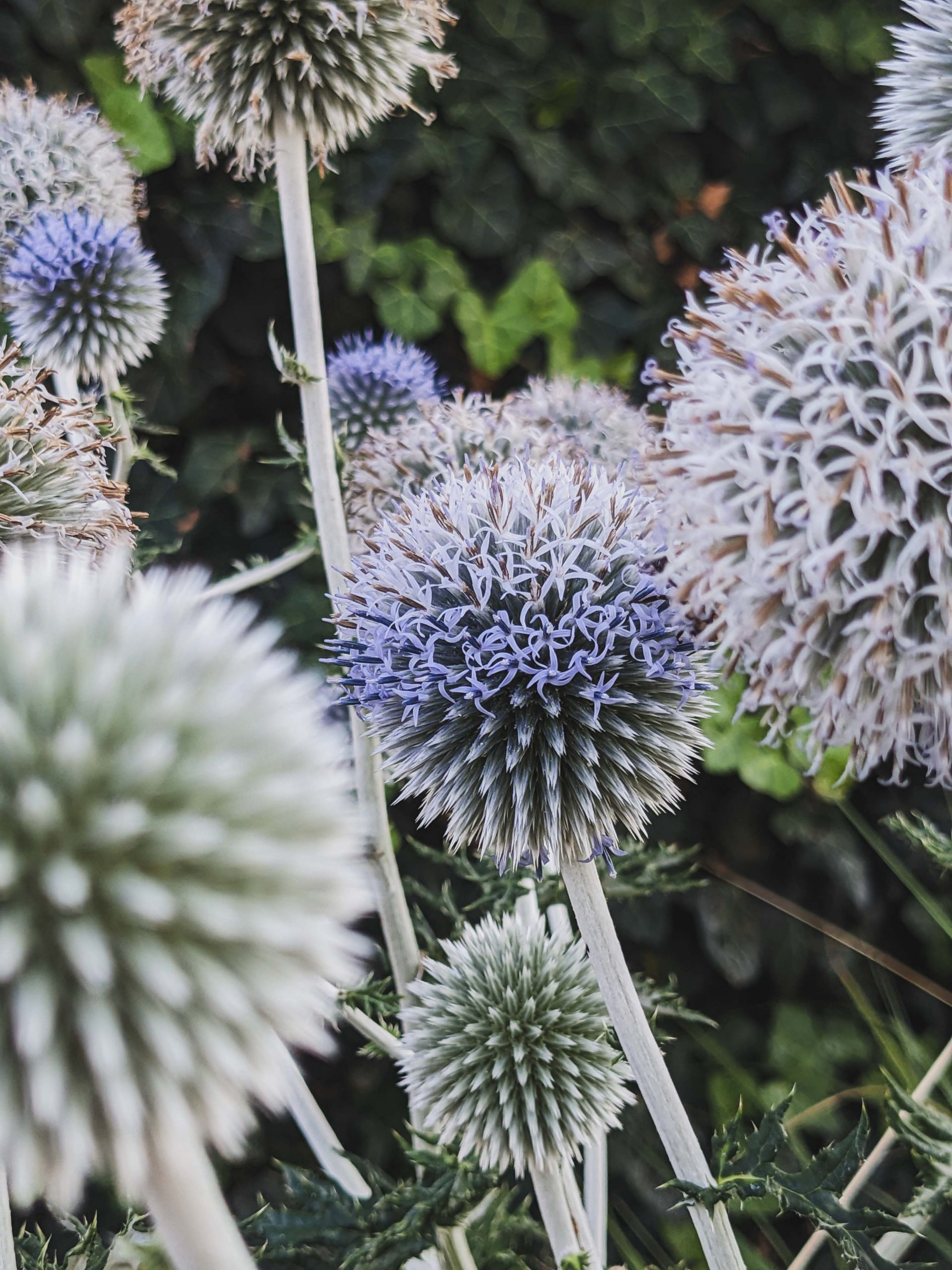 10138_echinops_ritro_ssp_ruthenicus_XS_002.jpg