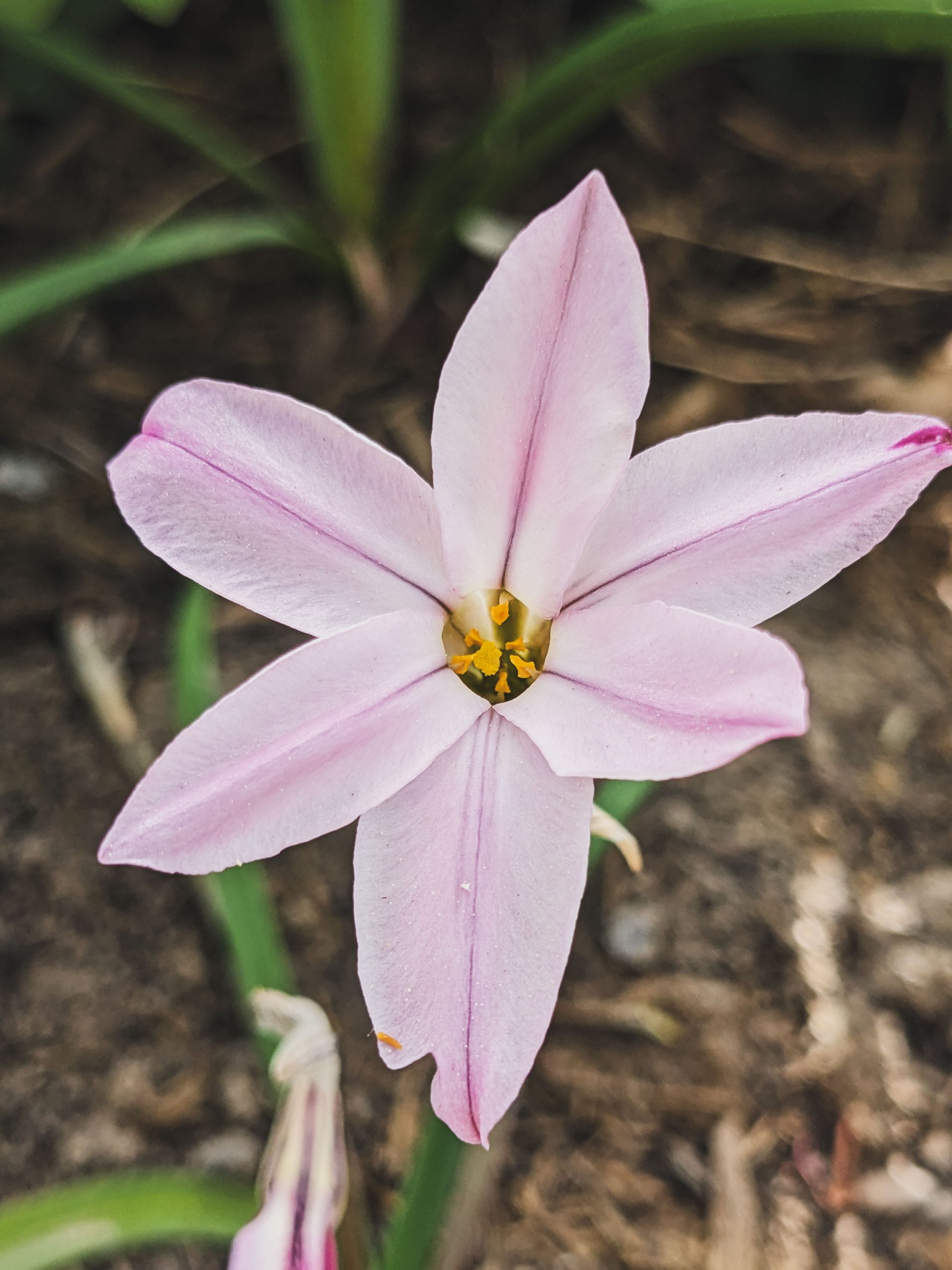 10150_ipheion_uniflorum_charlotte_bishop_XS_001.jpg