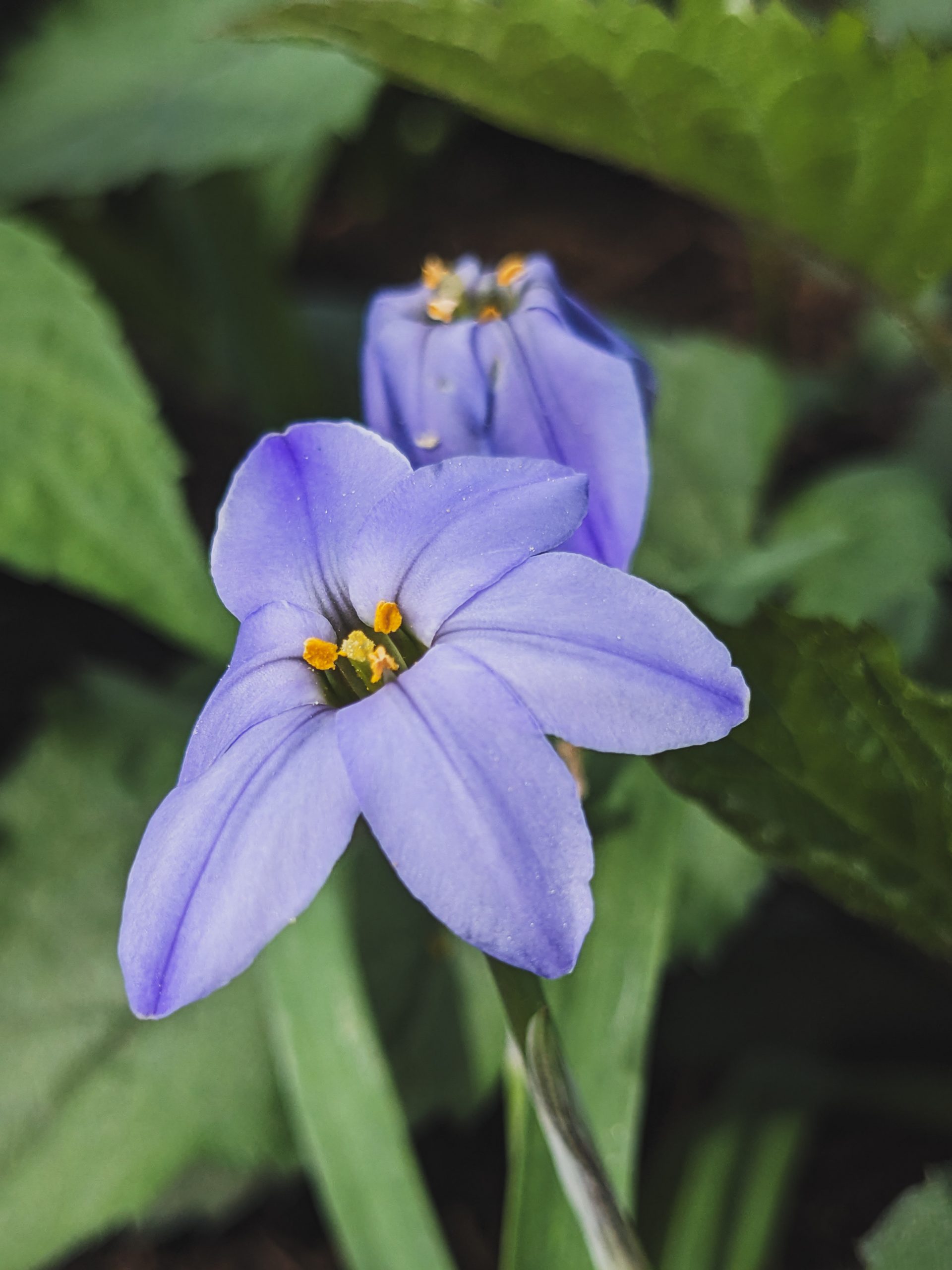 10151_ipheion_uniflorum_jessie_XS_001.jpg