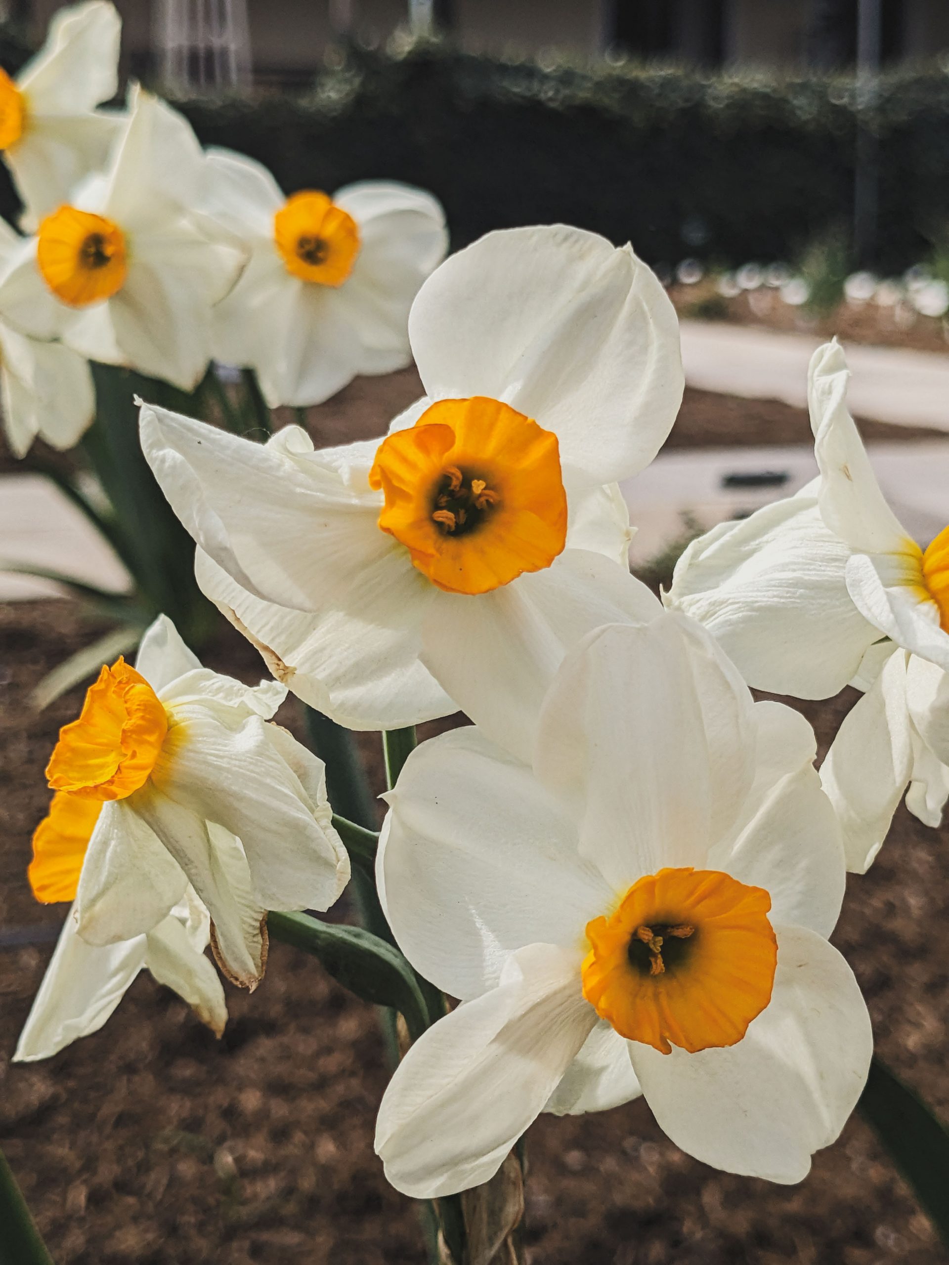 10157_narcissus_cultorum_geranium_XS_001.jpg