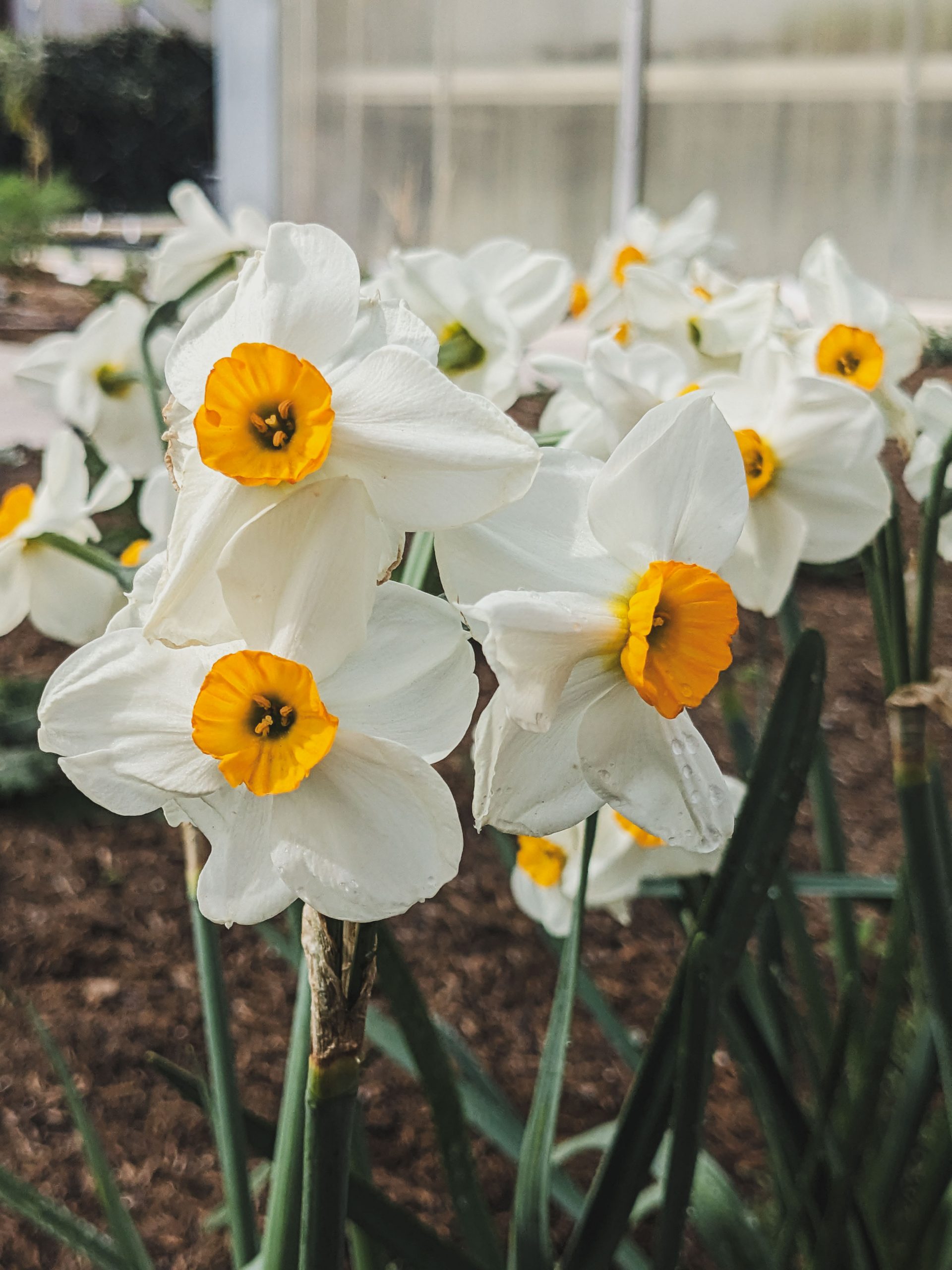 10158_narcissus_cultorum_geranium_XS_002.jpg