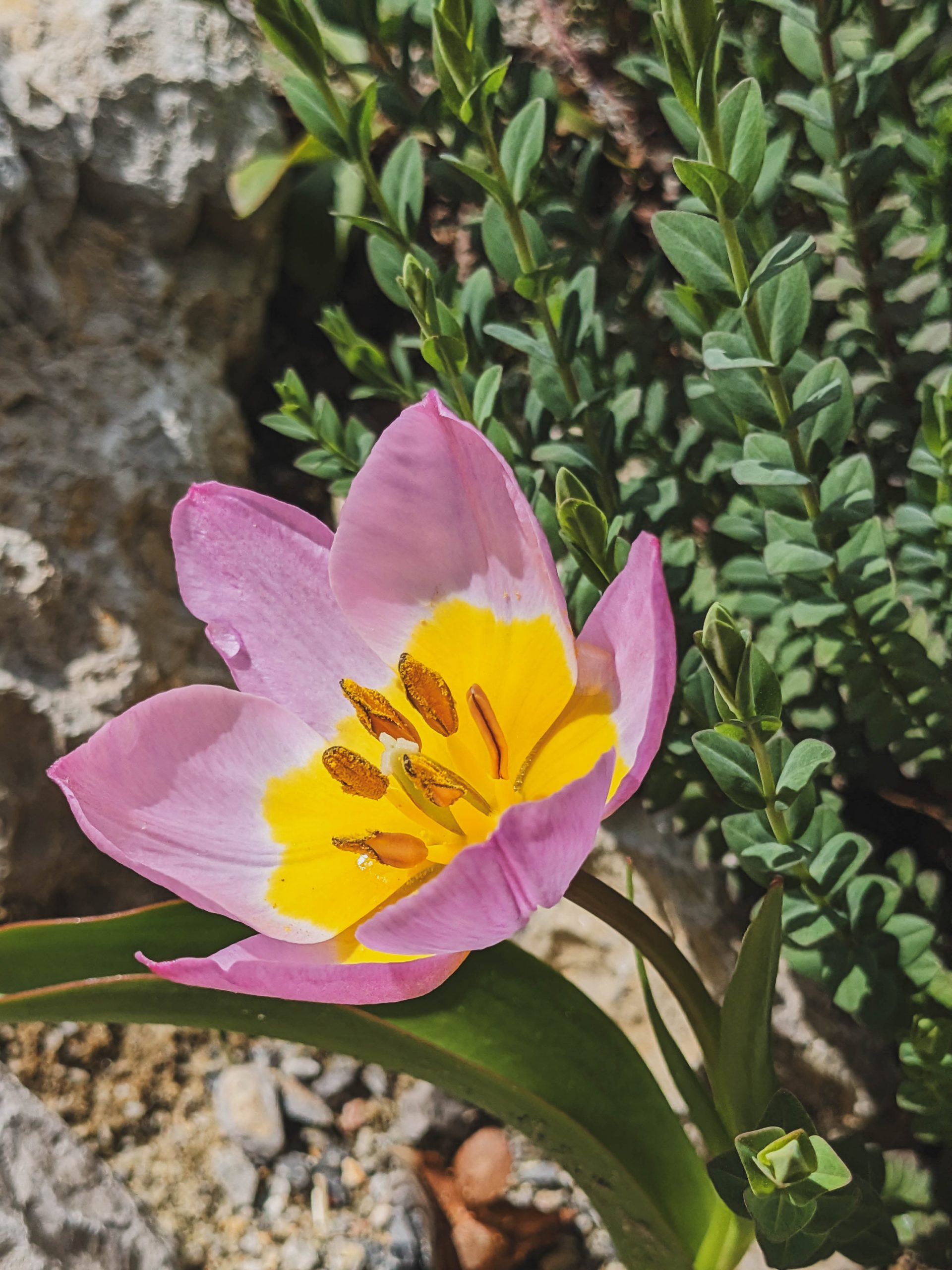 10178_tulipa_bakeri_lilac_wonder_XS_002.jpg