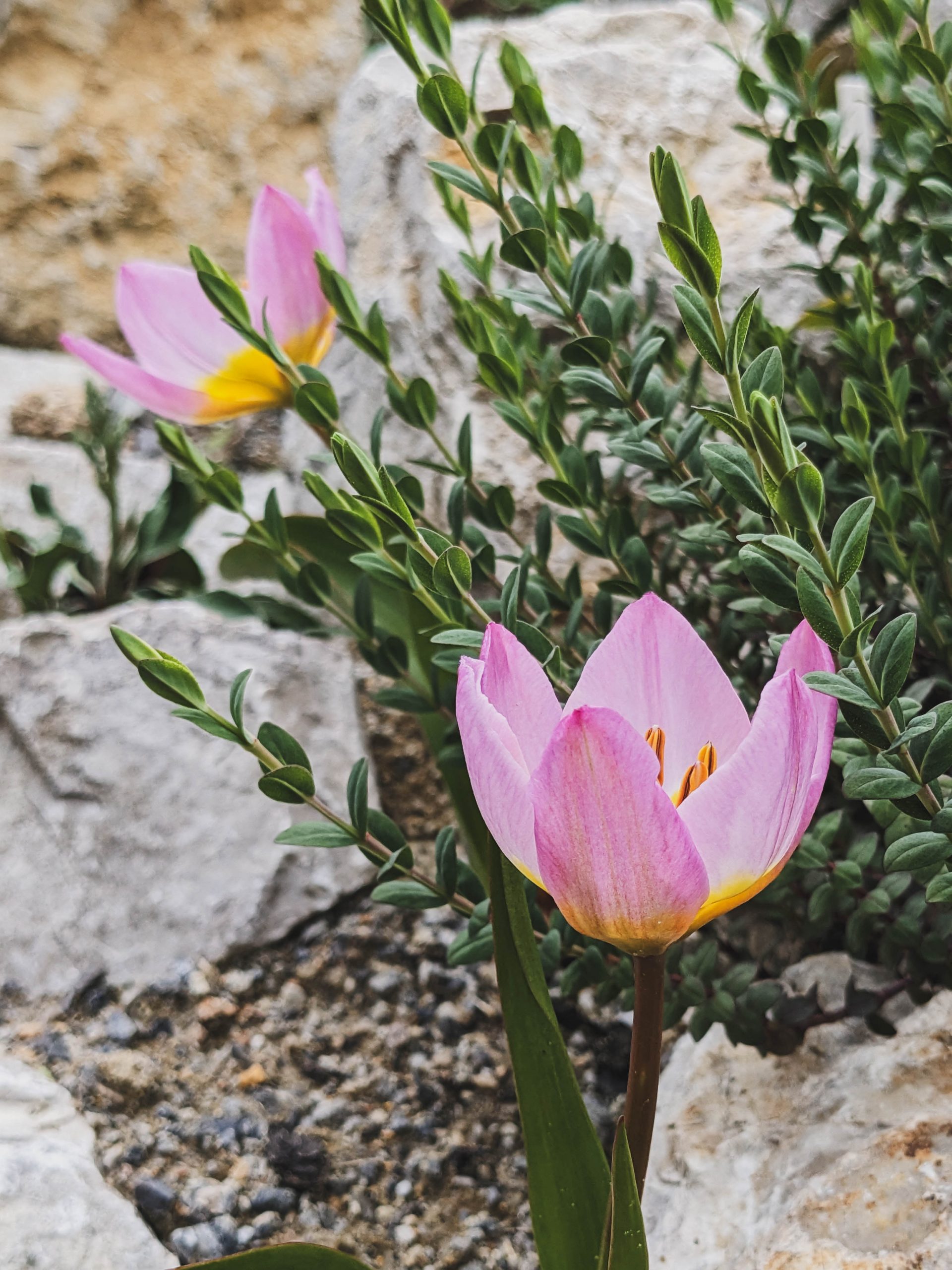 10179_tulipa_bakeri_lilac_wonder_XS_003.jpg