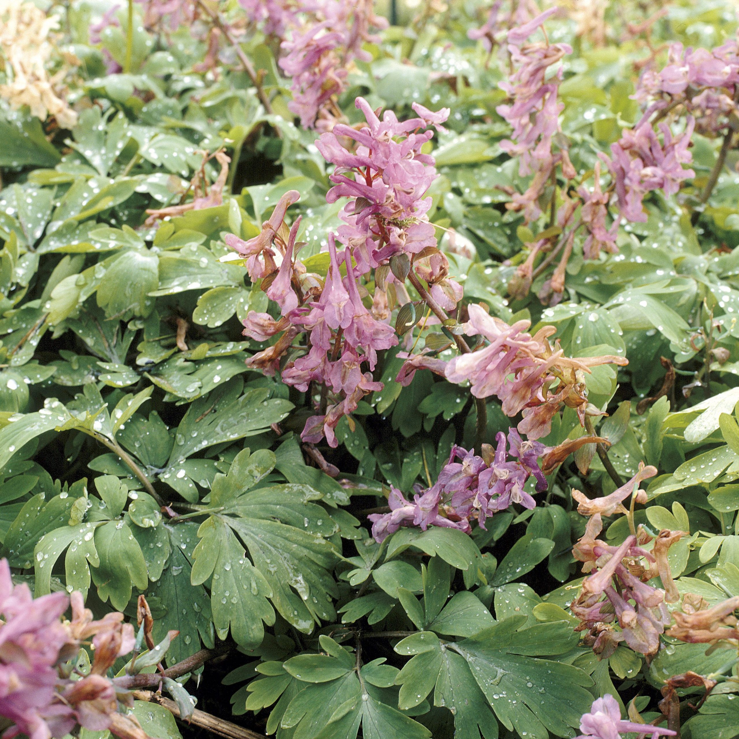 10207_corydalis_bulbosa_ZK_001.jpg