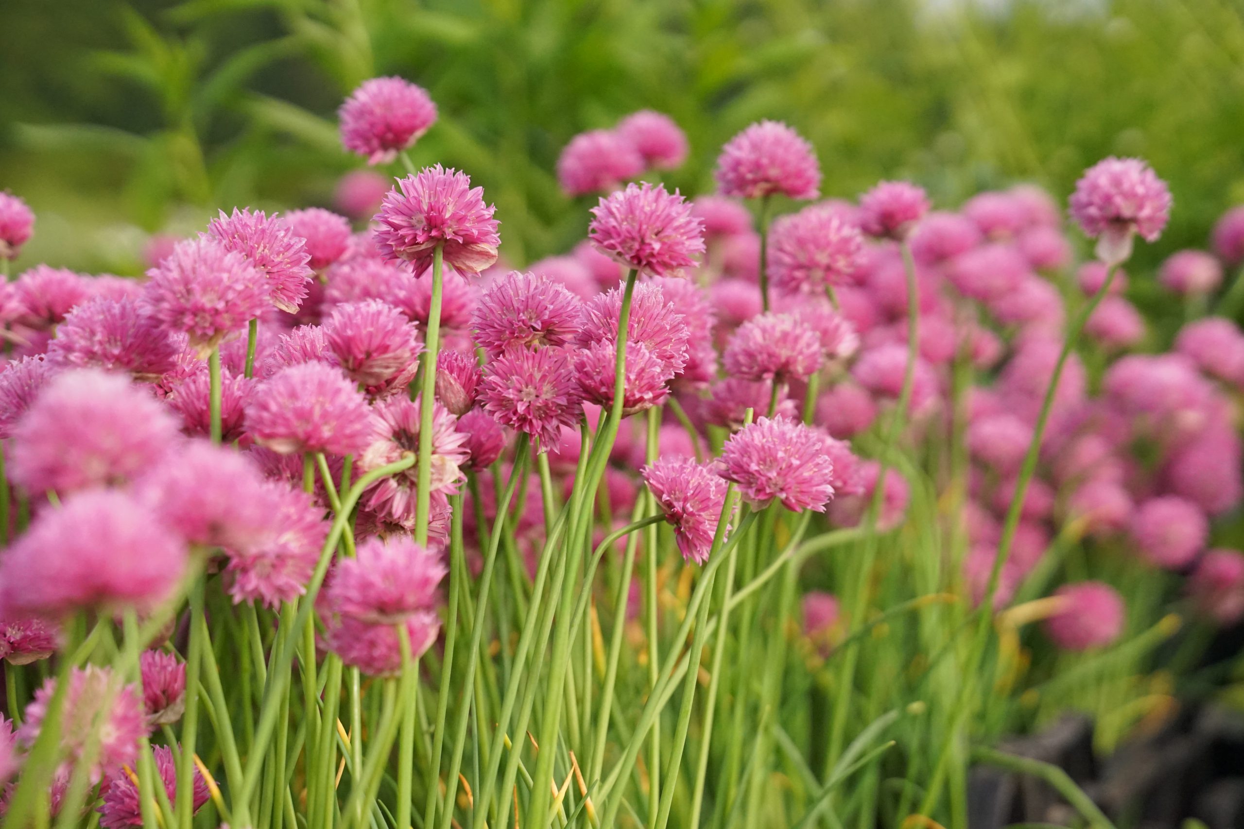 10342_allium_schoenoprasum_forescate_SS_003.jpg