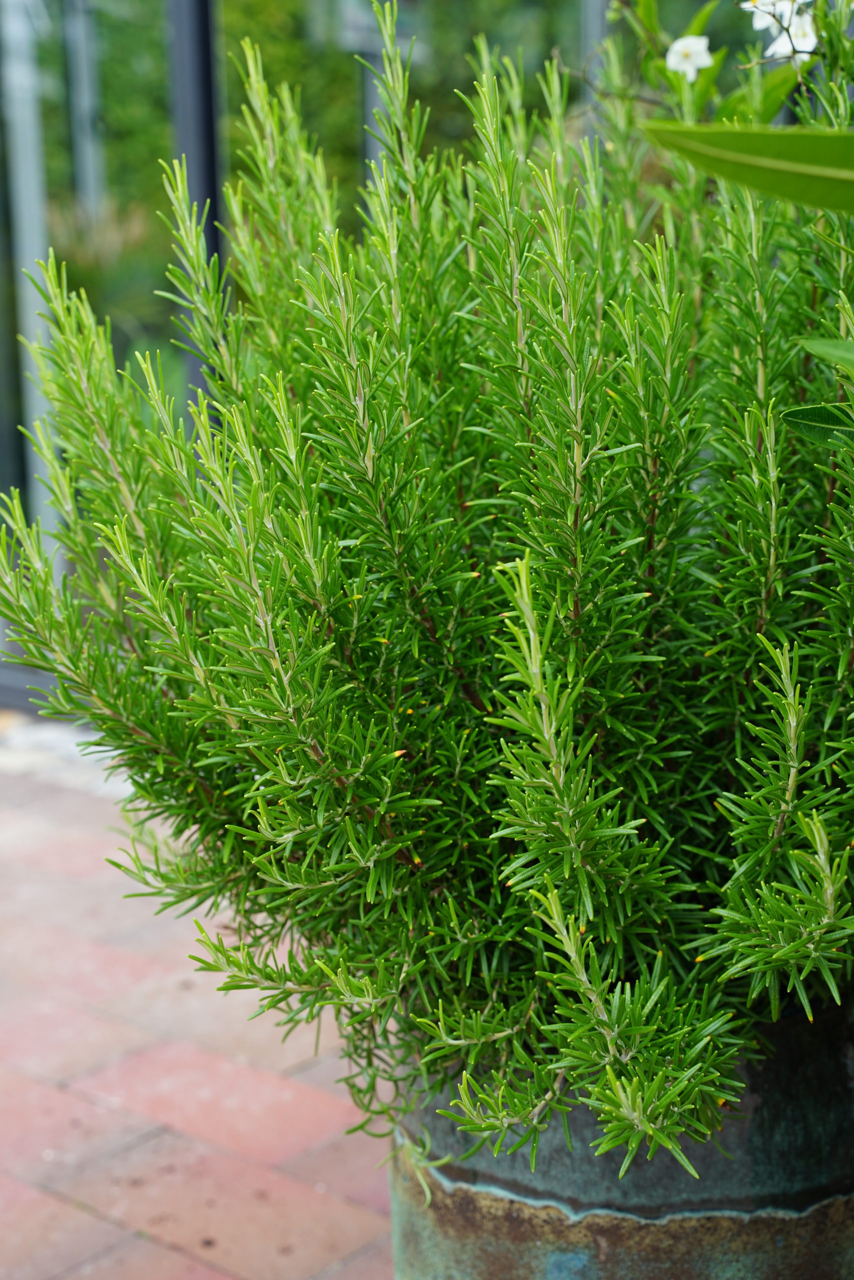 10678_rosmarinus_officinalis_SS_002.jpg