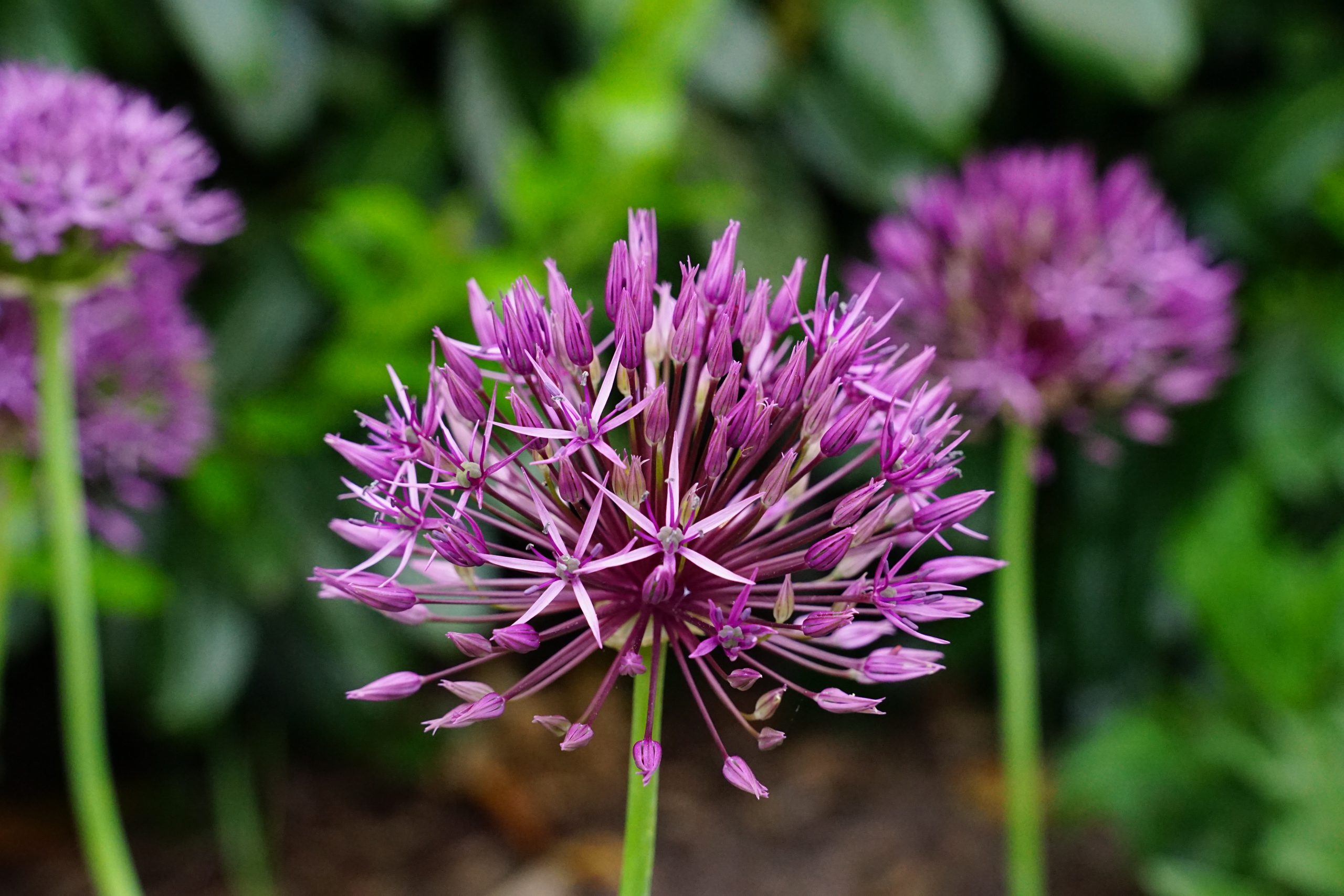 10829_allium_aflatuense_purple_rain_SS_001.jpg