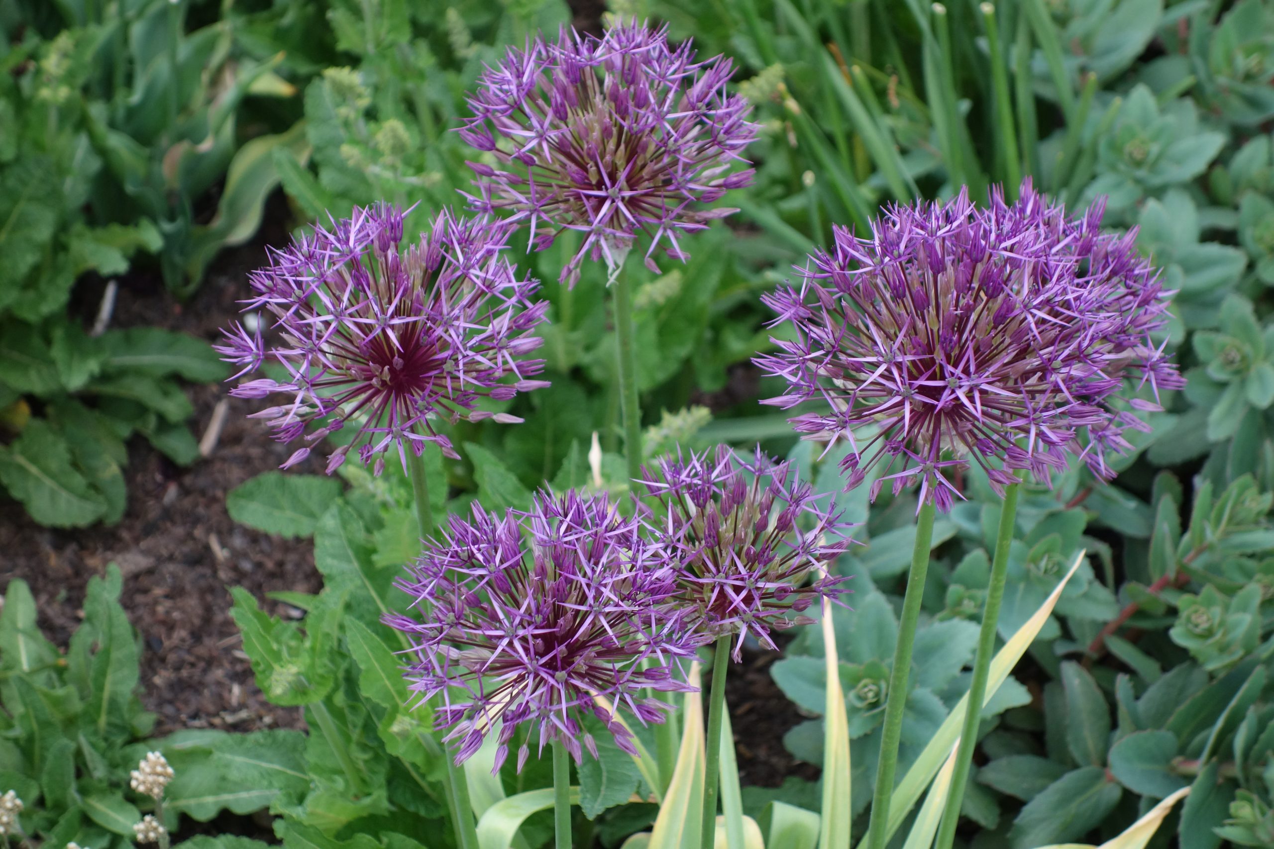 10830_allium_aflatuense_purple_rain_SS_002.jpg