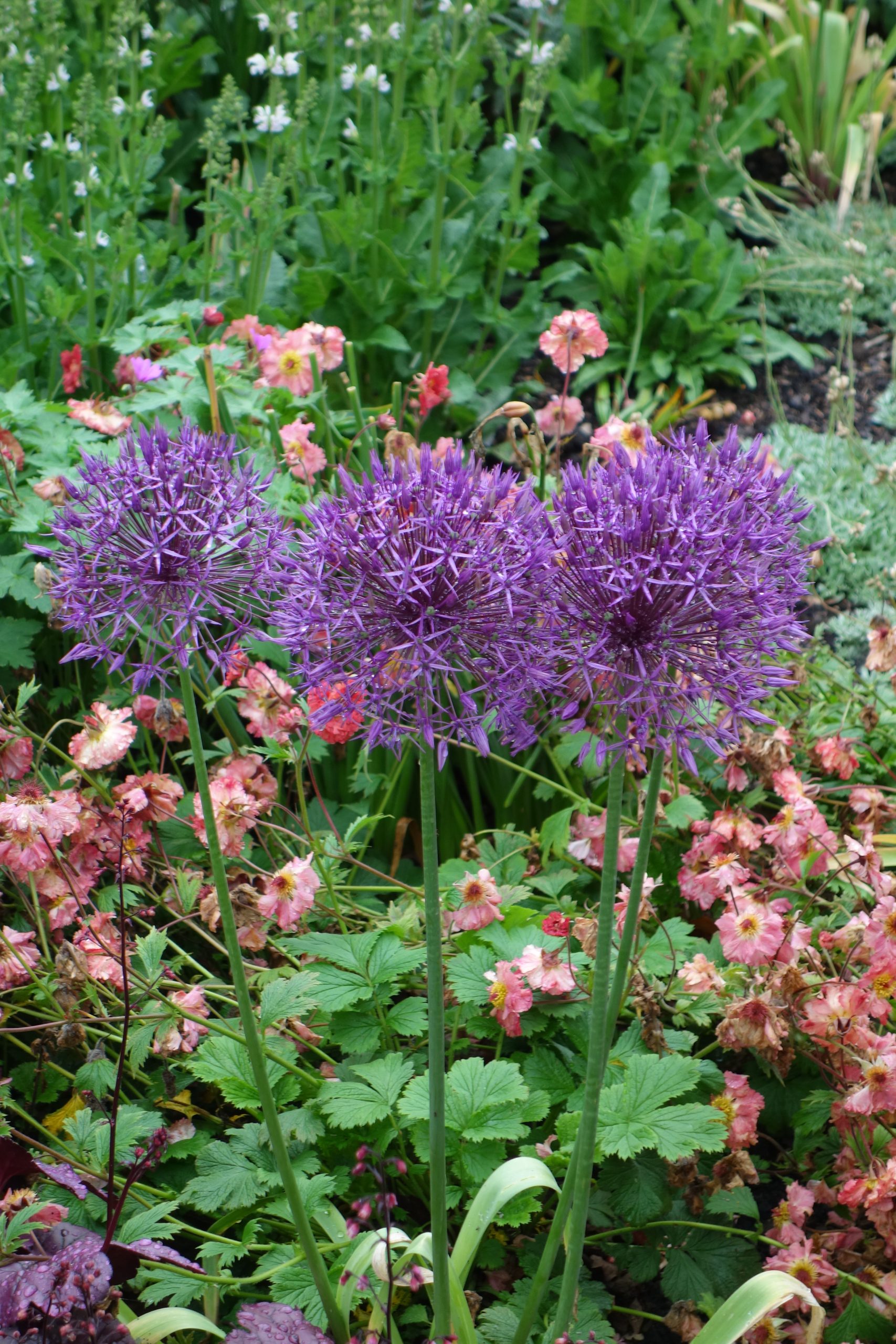 10831_allium_aflatuense_purple_rain_SS_003.jpg