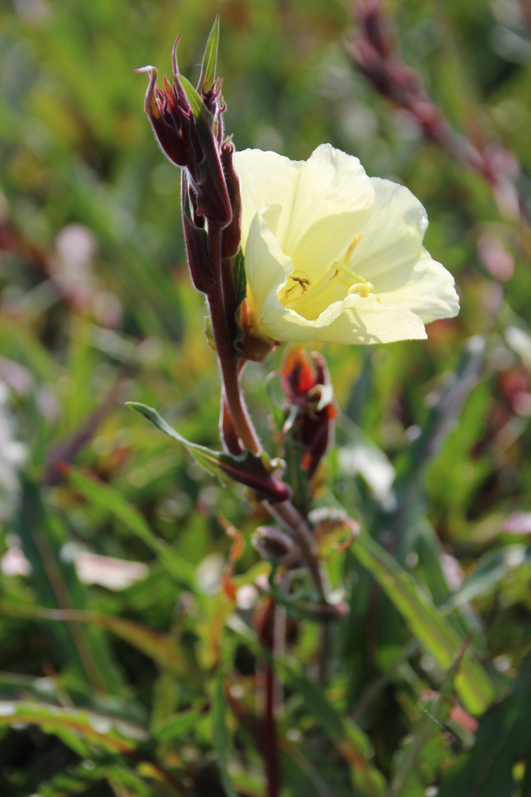 11307_oenothera_odorata_sulphurea_SS_003.jpg