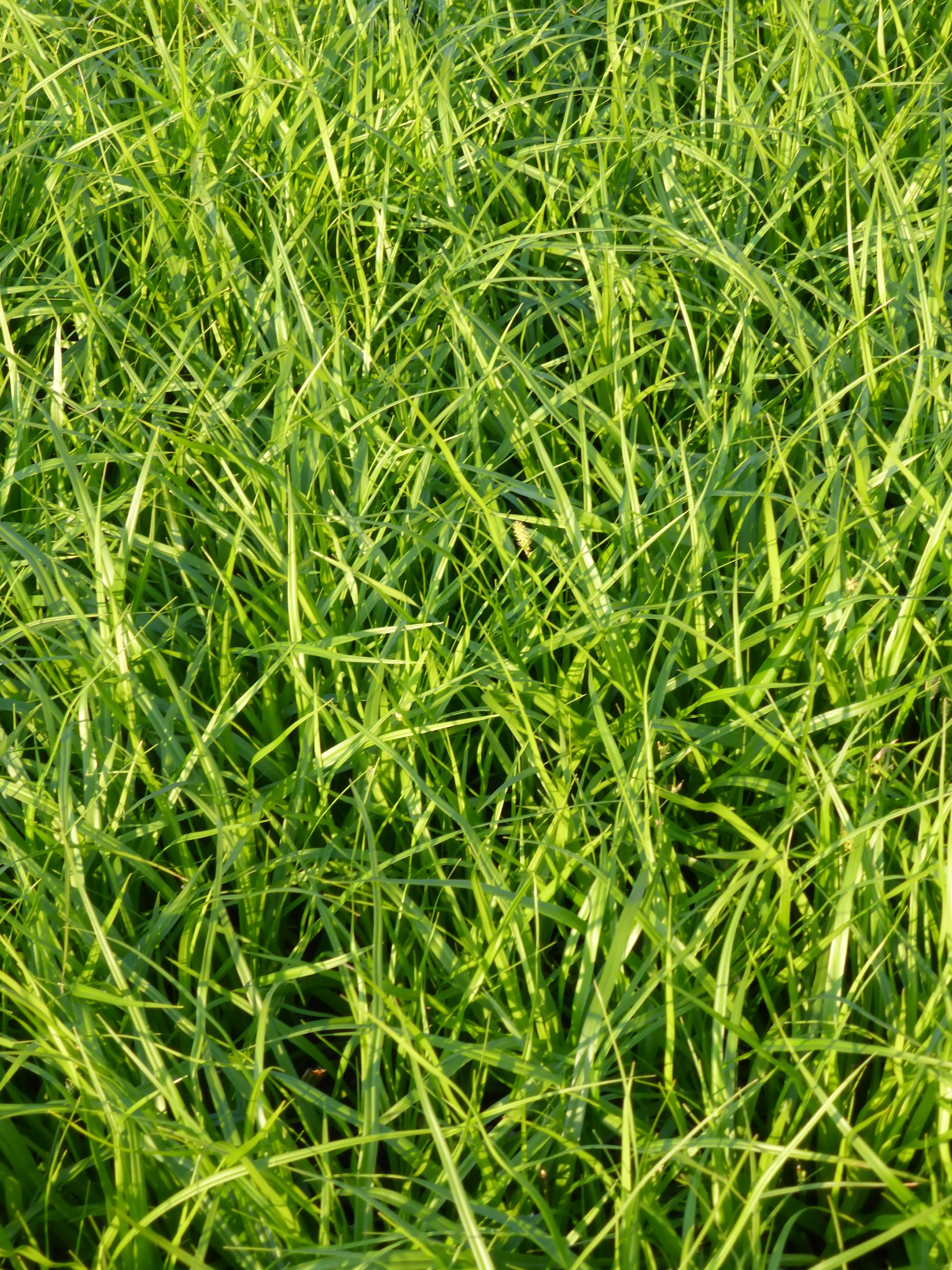 1145_carex_morrowii_SS_001.jpeg