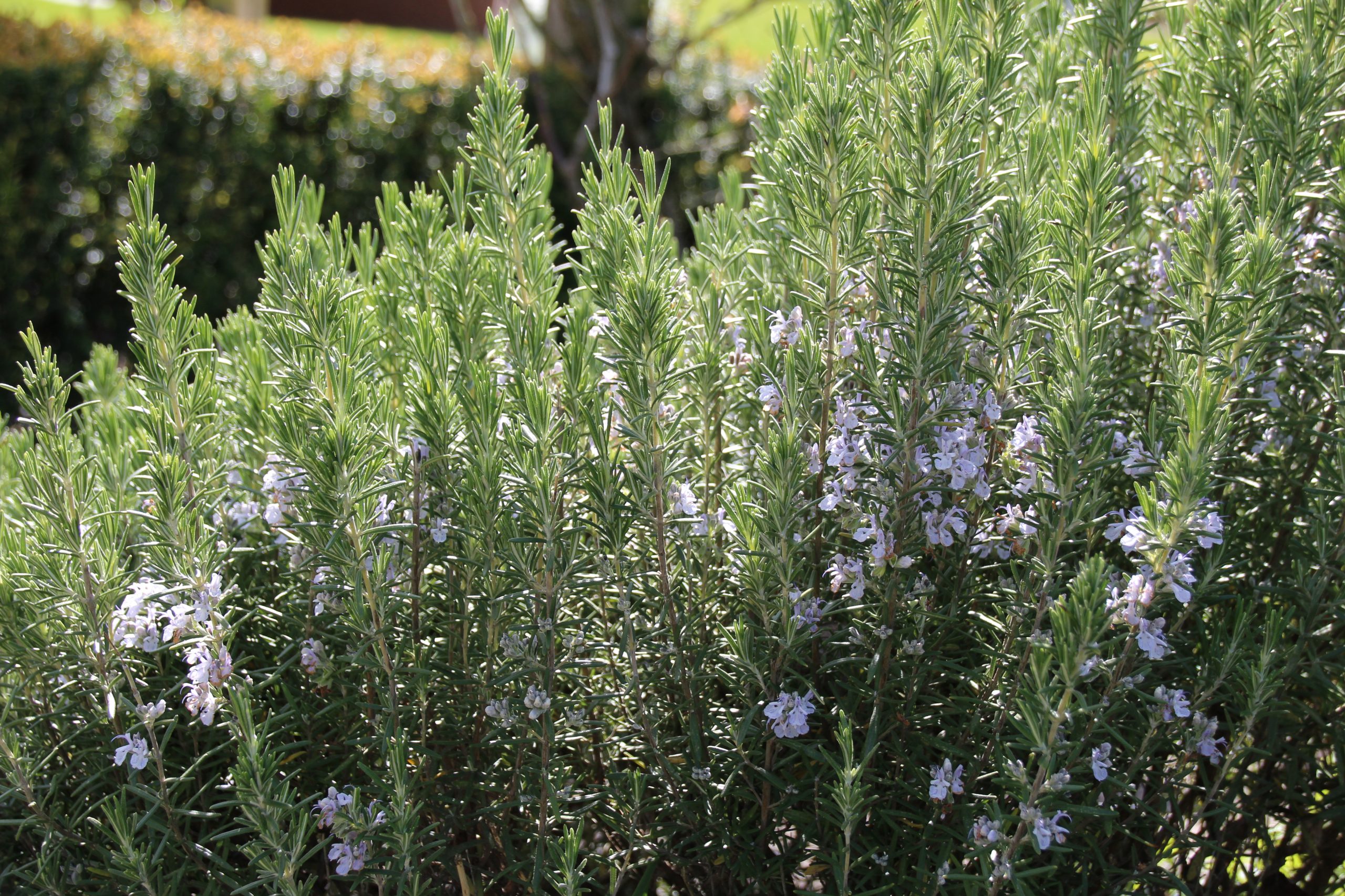 11563_rosmarinus_officinalis_SS_003.jpg
