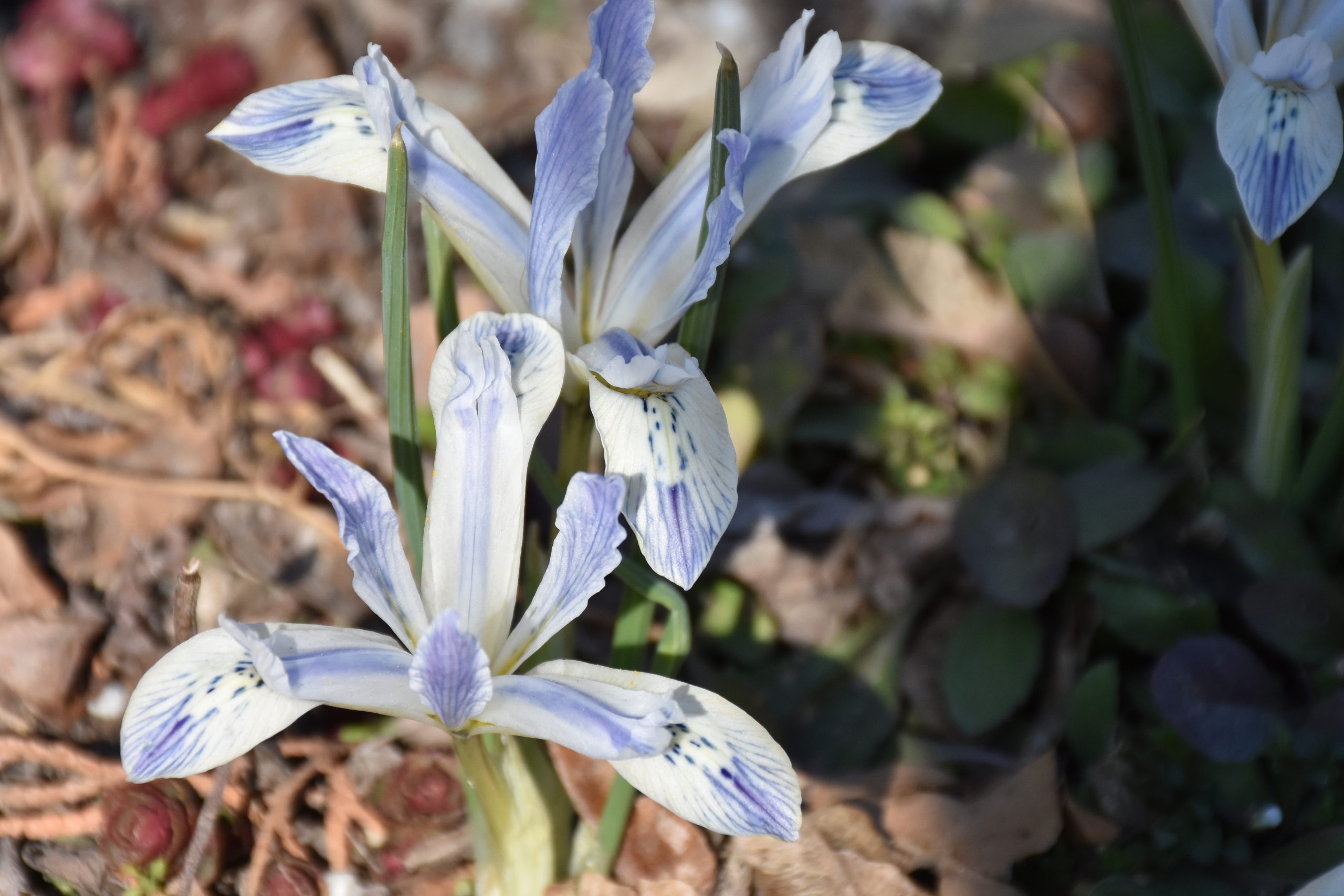 11637_iris_reticulata_painted_lady_XS_005.jpg