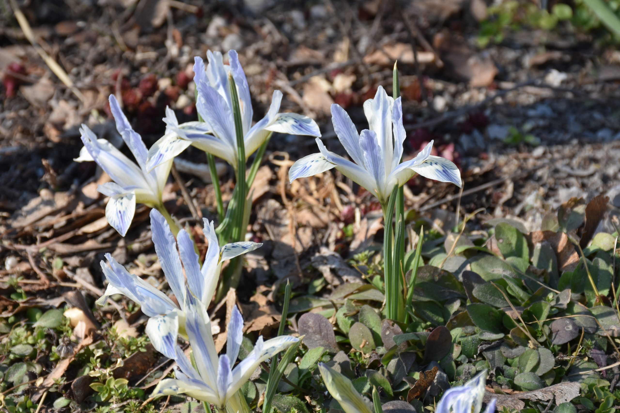 11638_iris_reticulata_painted_lady_XS_006.jpg
