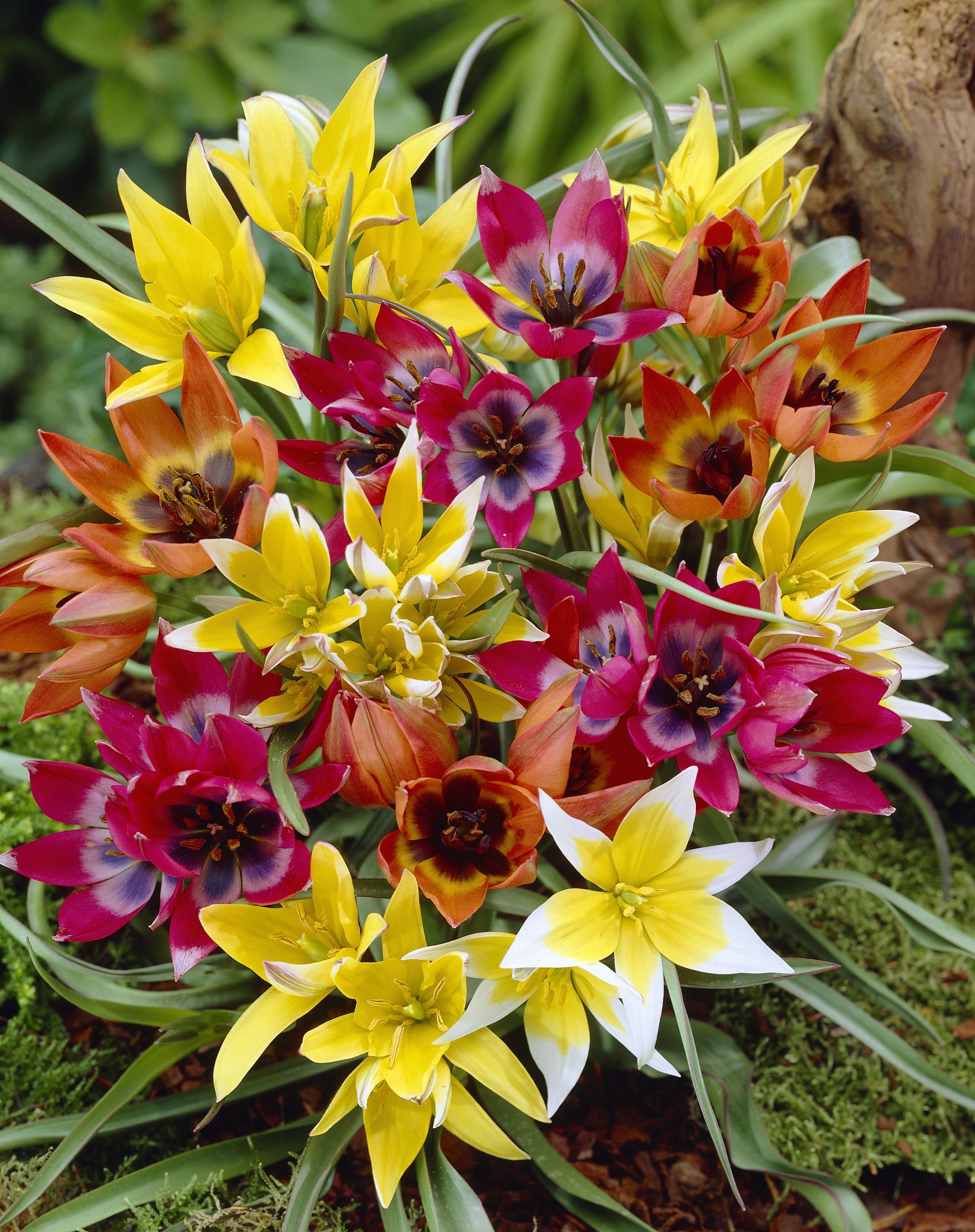 11822_tulipa_cult_miniatur_tulpen_mischung_ZK_001.jpg