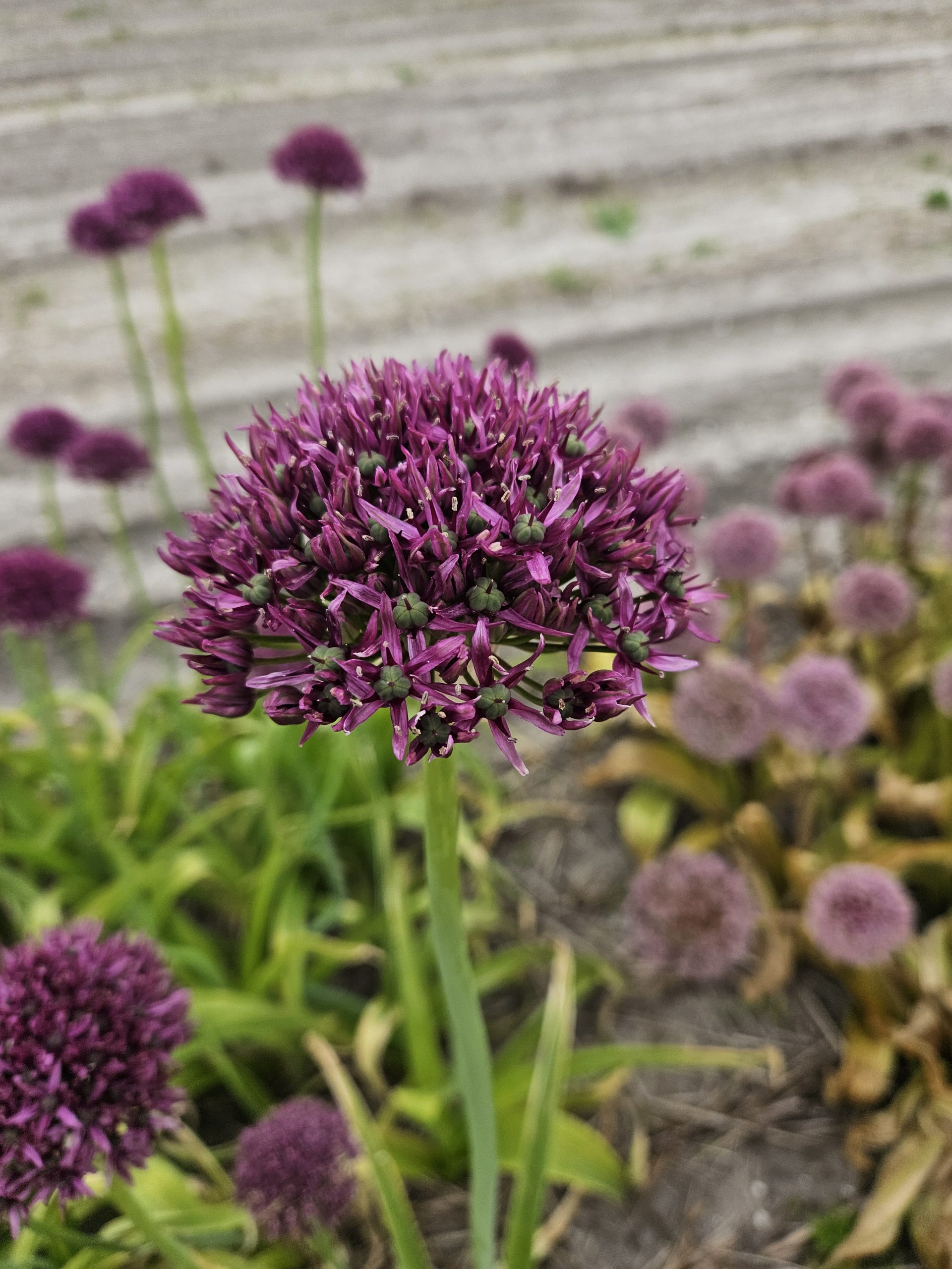 11826_allium_cult_firmament_ZK_001.jpg