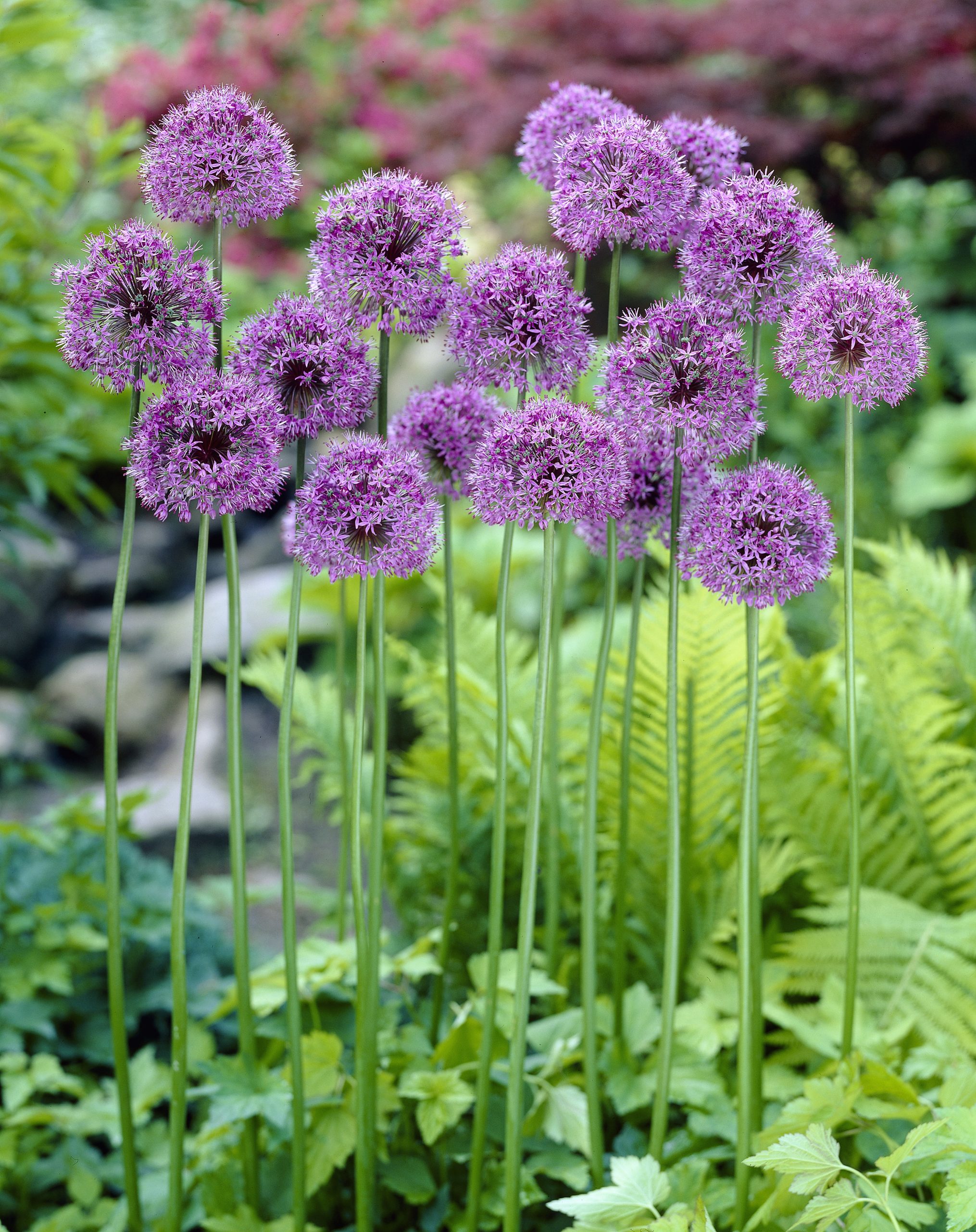 11830_allium_cult_statos_ZK_001.jpg