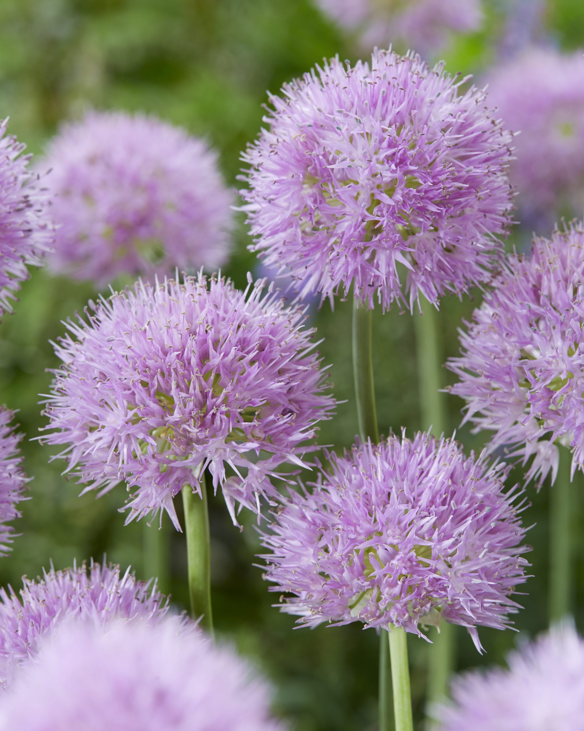 11834_allium_carolinianum_rosy_dream_ZK_001.jpg