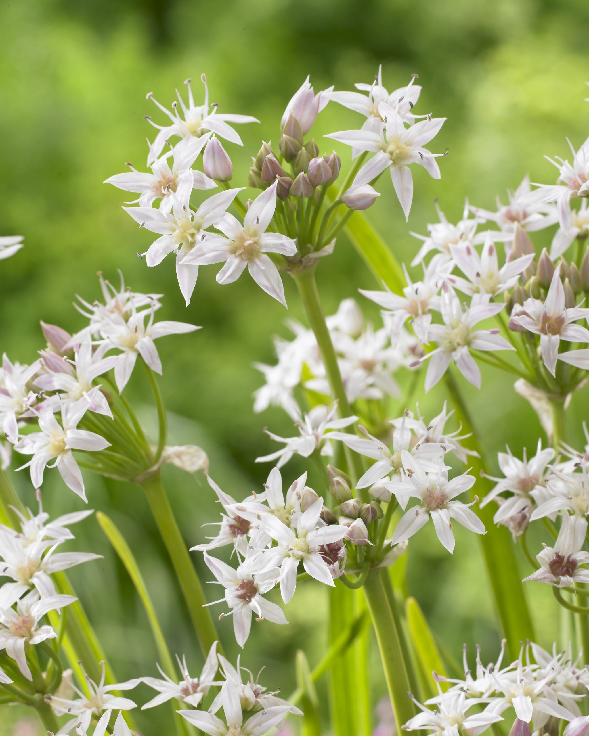 11836_allium_plummerae_ZK_001.jpg
