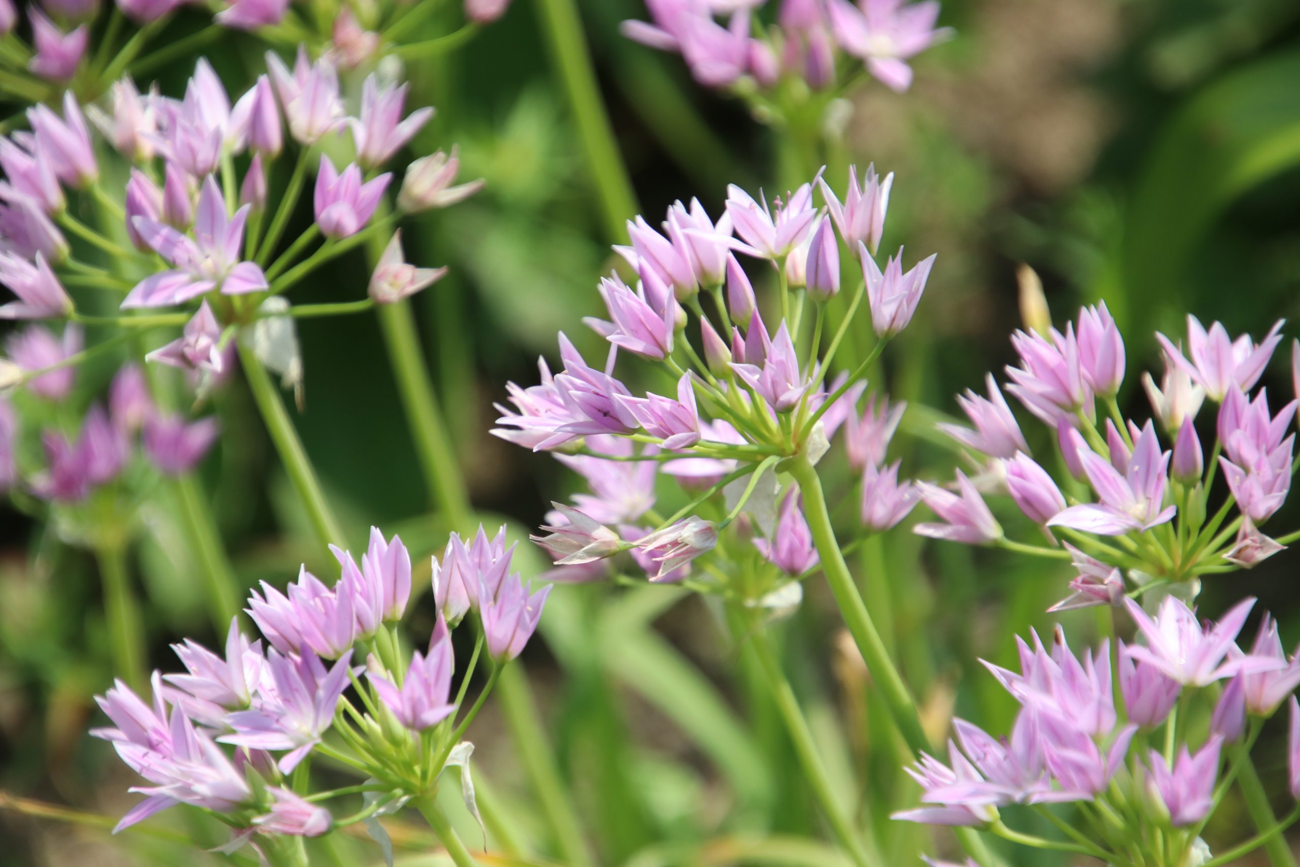 11837_allium_roseum_ZK_001.jpg