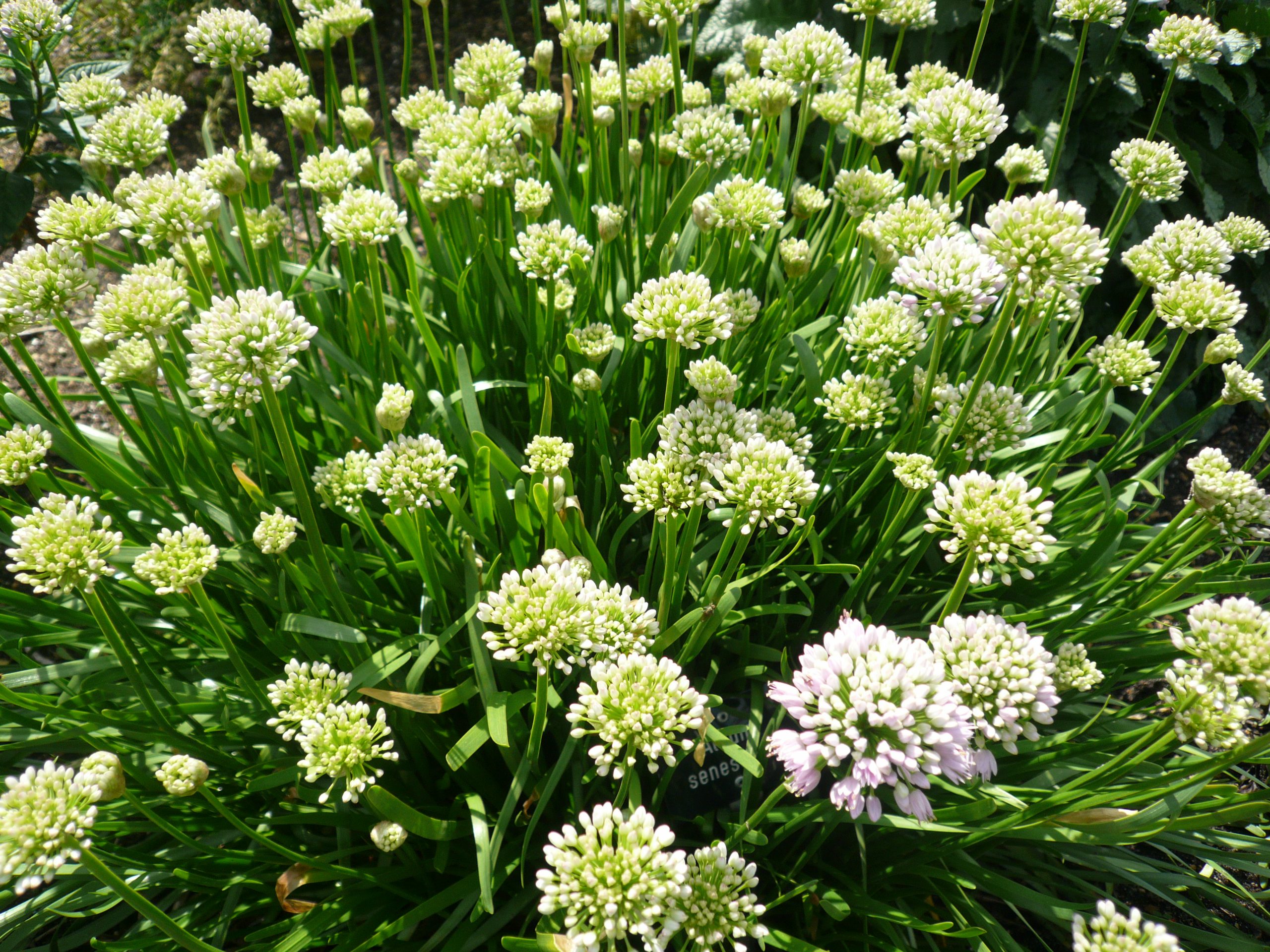 11838_allium_senescens_ssp_montanum_ZK_001.jpg